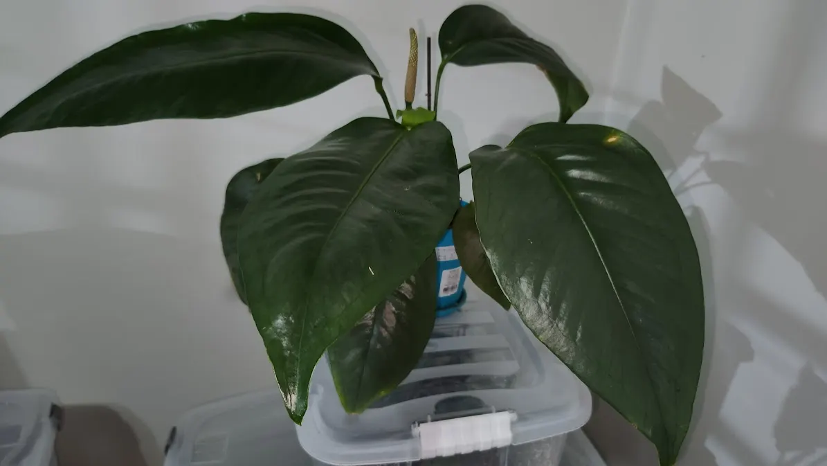 Flamingo Flower Plant (Anthurium Scherzerianum) — maintain a consistent soil moisture level but avoid waterlogging; this plant flourishes at, image 61