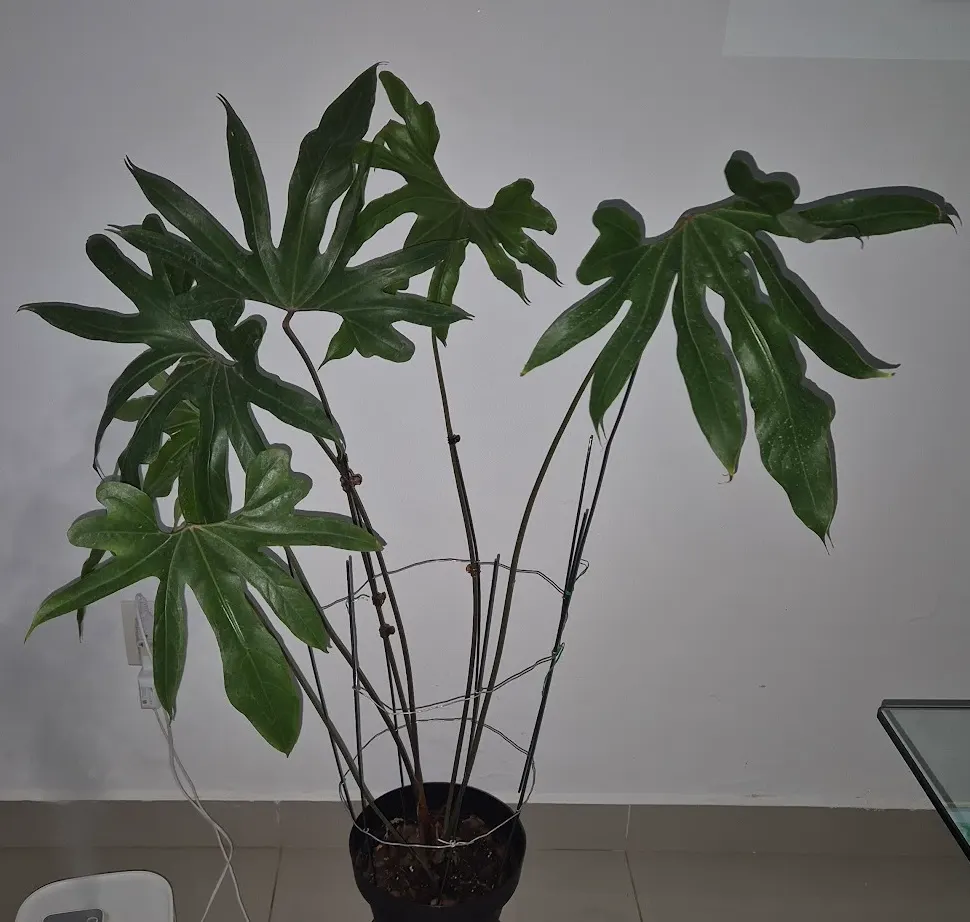 Flamingo Flower Plant (Anthurium Scherzerianum) — This plant flourishes at temperatures between 65&deg;F and 80&deg;F and appreciates high, image 64