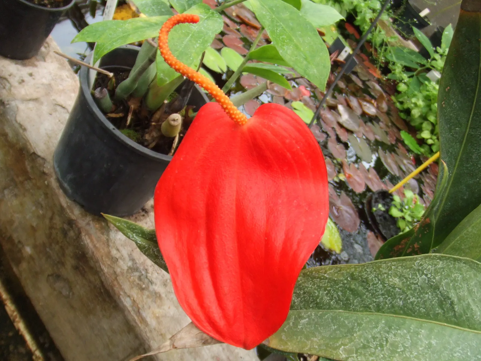 Flamingo Flower Plant (Anthurium Scherzerianum) — but cautious watering to avoid root rot