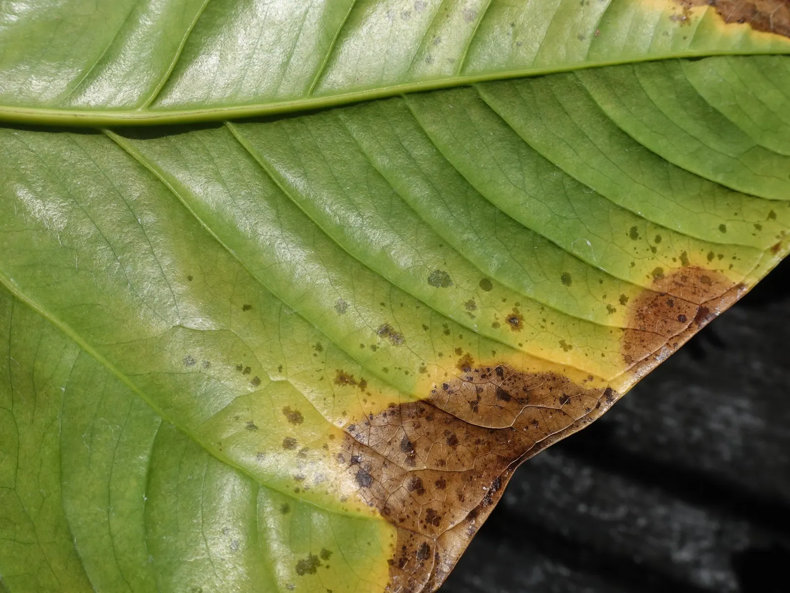 Flamingo Flower Plant (Anthurium Scherzerianum) — but cautious watering to avoid root rot; the Flamingo Flower thrives in USDA zones 11 to 12, image 77