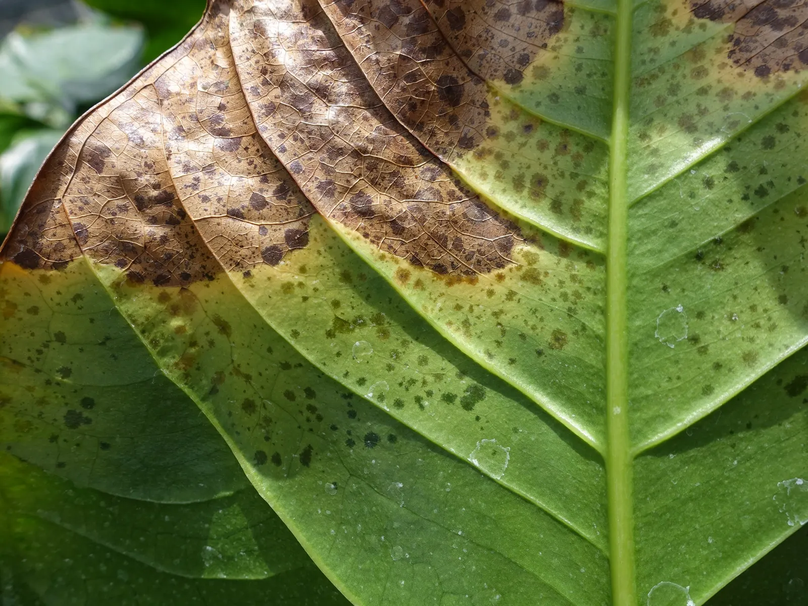Flamingo Flower Plant (Anthurium Scherzerianum) — the Flamingo Flower thrives in USDA zones 11 to 12; but cautious watering to avoid root rot, image 152