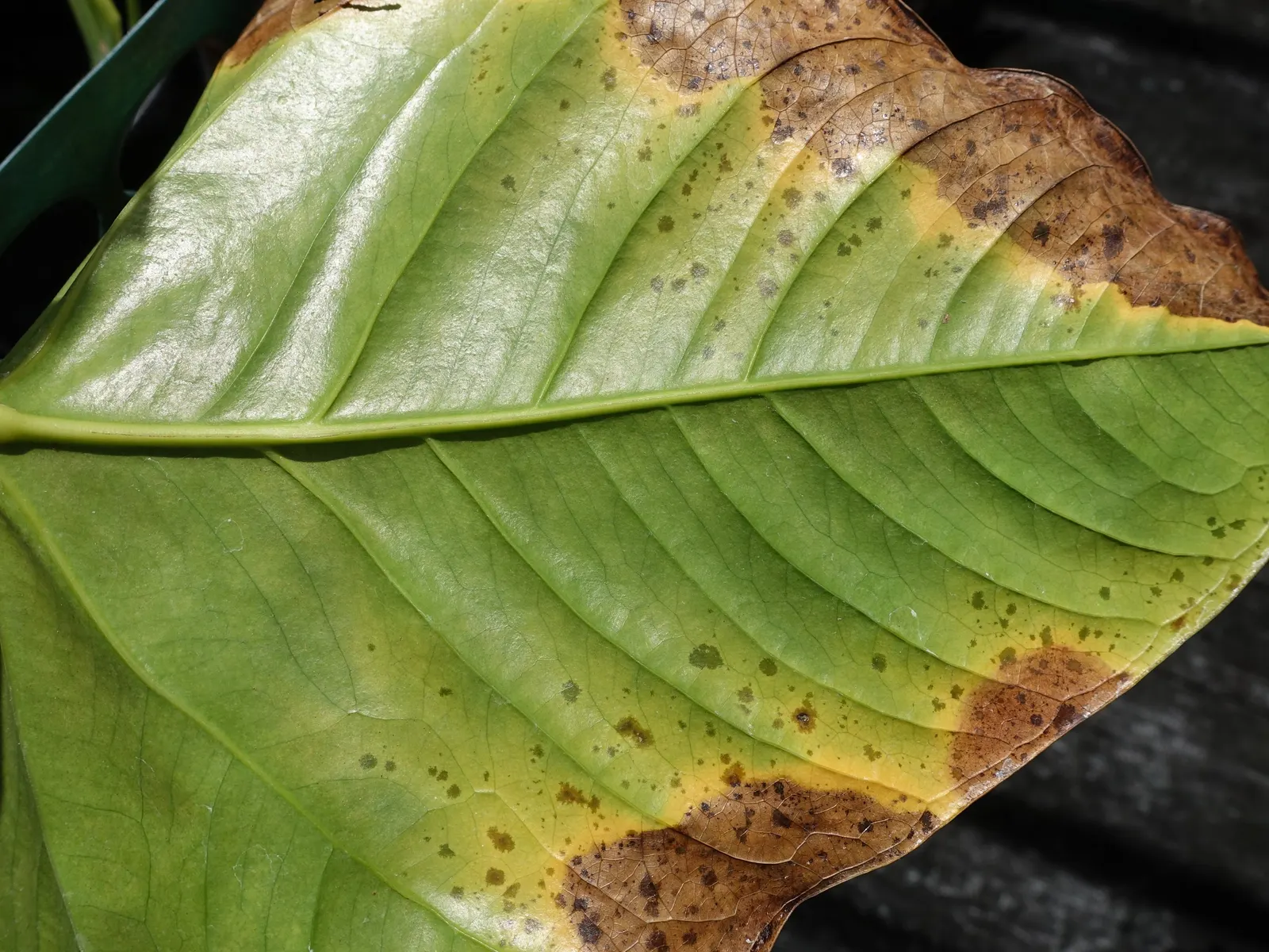 Flamingo Flower Plant (Anthurium Scherzerianum) — reaching only about 12 to 18 inches in height; it requires a shaded area that receives bright, image 91