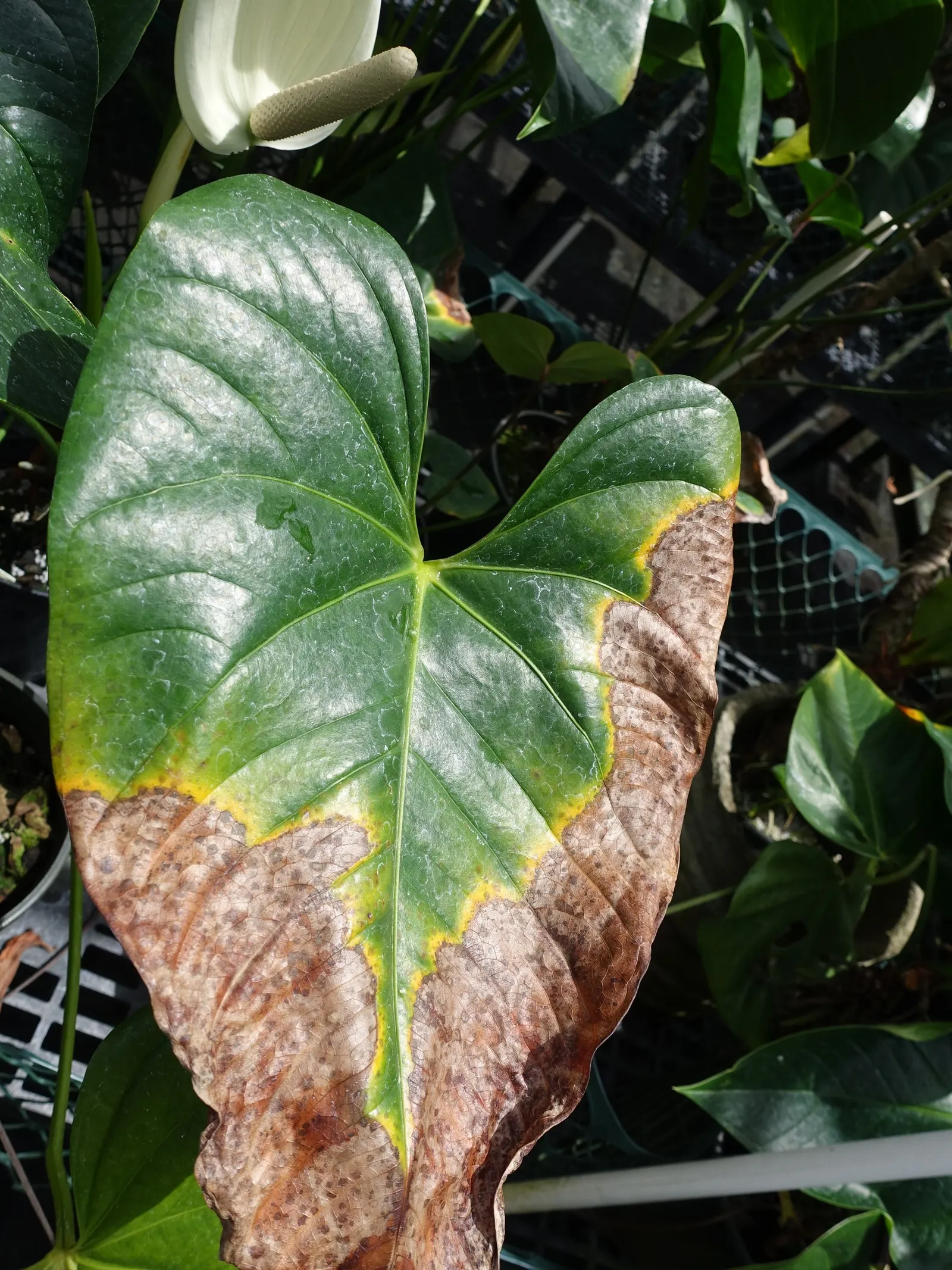 Flamingo Flower Plant (Anthurium Scherzerianum) — waxy spathes which many mistake for flowers; a well-draining soil mix rich in organic matter is, image 78