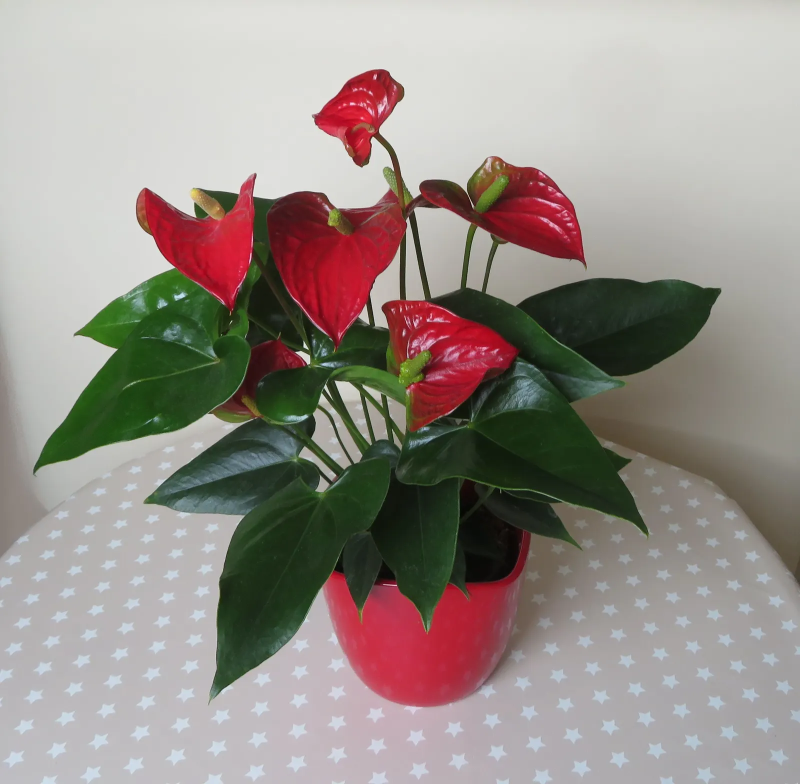 Flamingo Flower Plant (Anthurium Scherzerianum) — Flamingo Flower (Anthurium scherzerianum), a vibrant evergreen perennial, thrives in USDA zones 11-12; ideal