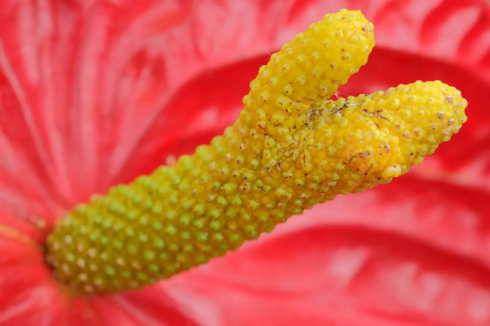 Flamingo Flower Plant (Anthurium Scherzerianum) — waxy spathes which many mistake for flowers