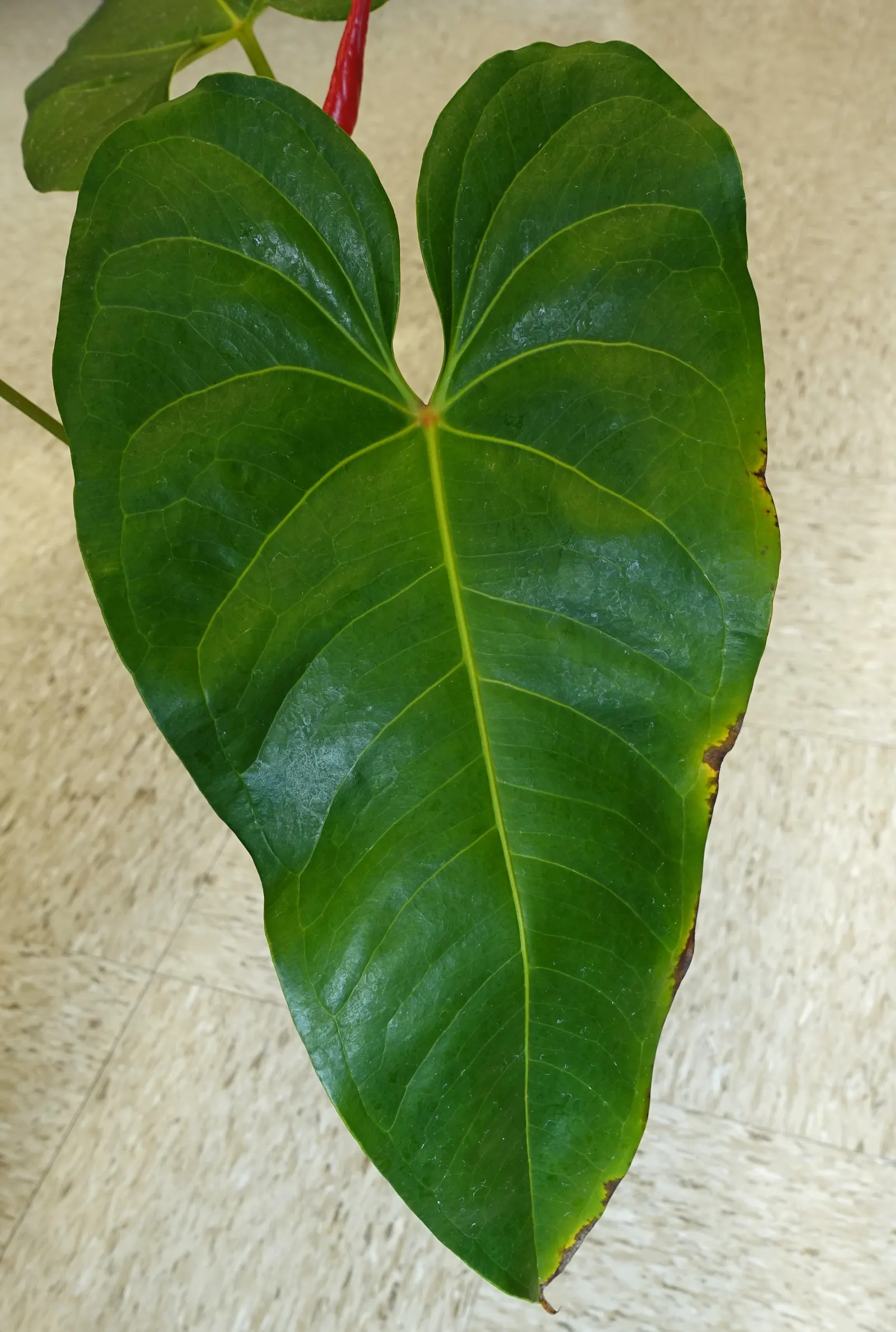 Flamingo Flower Plant (Anthurium Scherzerianum) — which can lead to root rot; shrub with red blooms, image 110