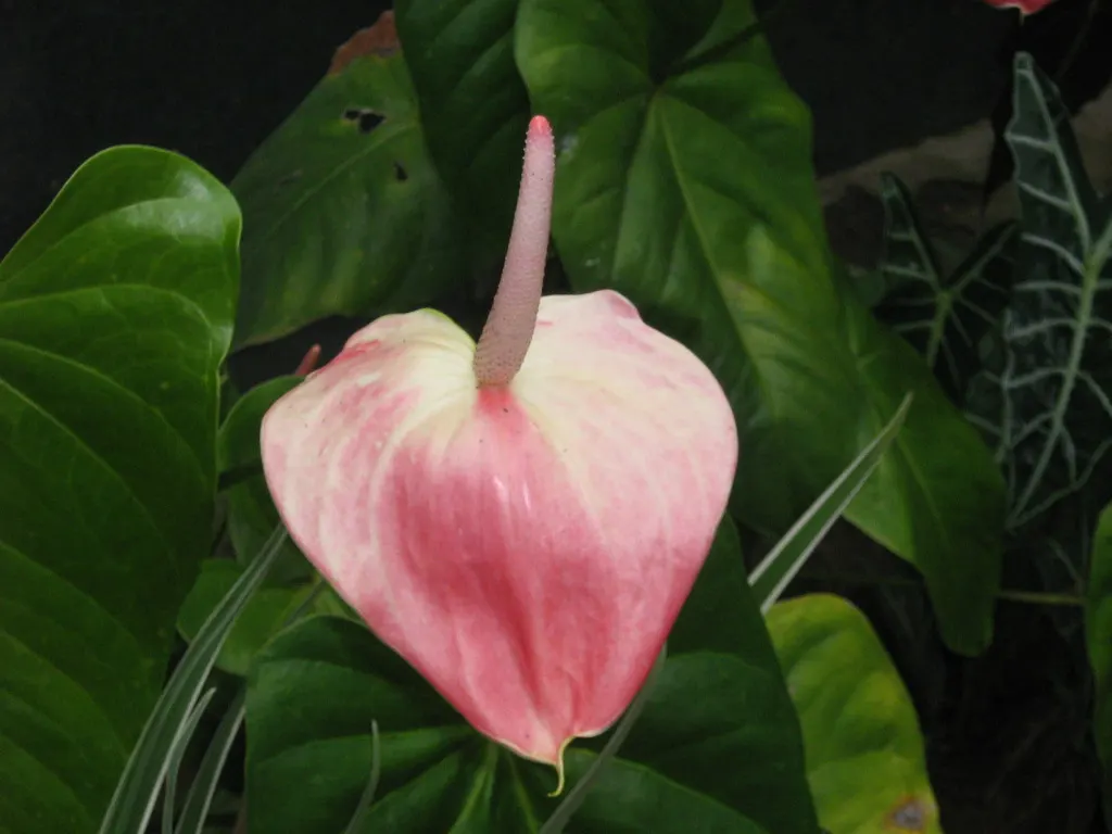 Flamingo Flower Plant (Anthurium Scherzerianum) — It requires a shaded area that receives bright, indirect light