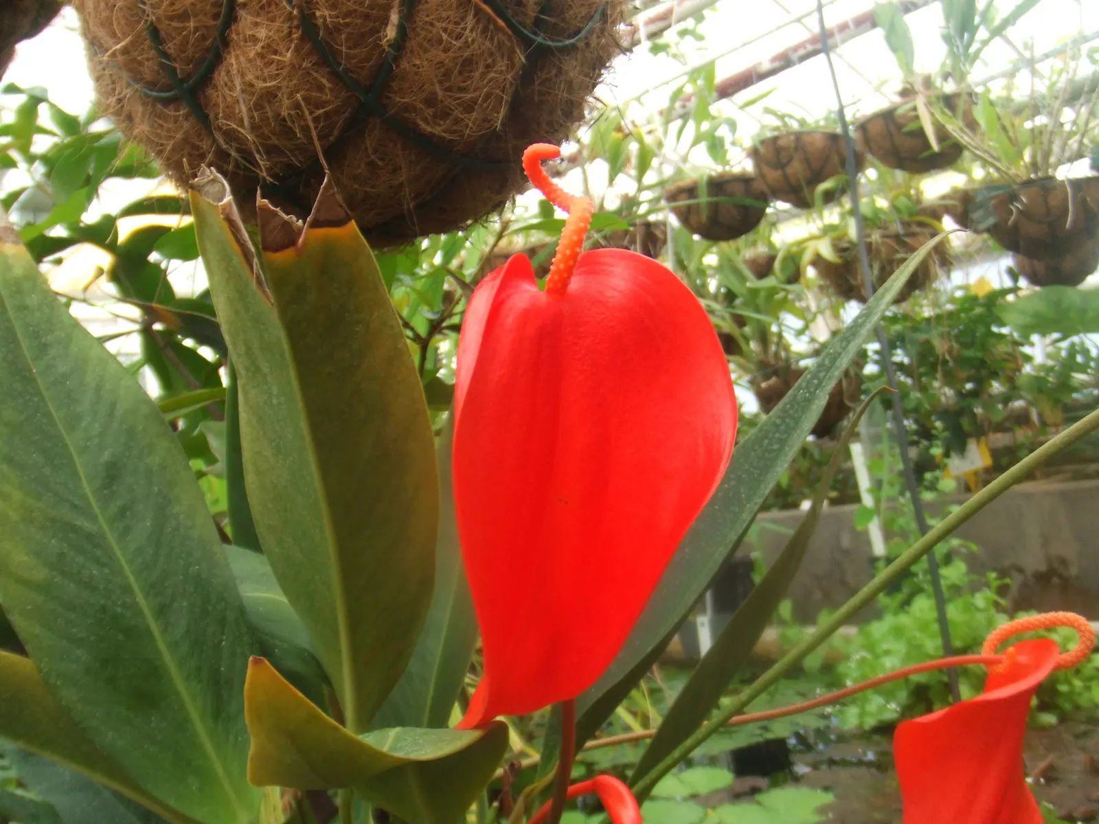 Flamingo Flower Plant (Anthurium Scherzerianum) — heart-shaped leaves spanning up to 8 inches and a characteristic curled spadix enveloped by a, image 98