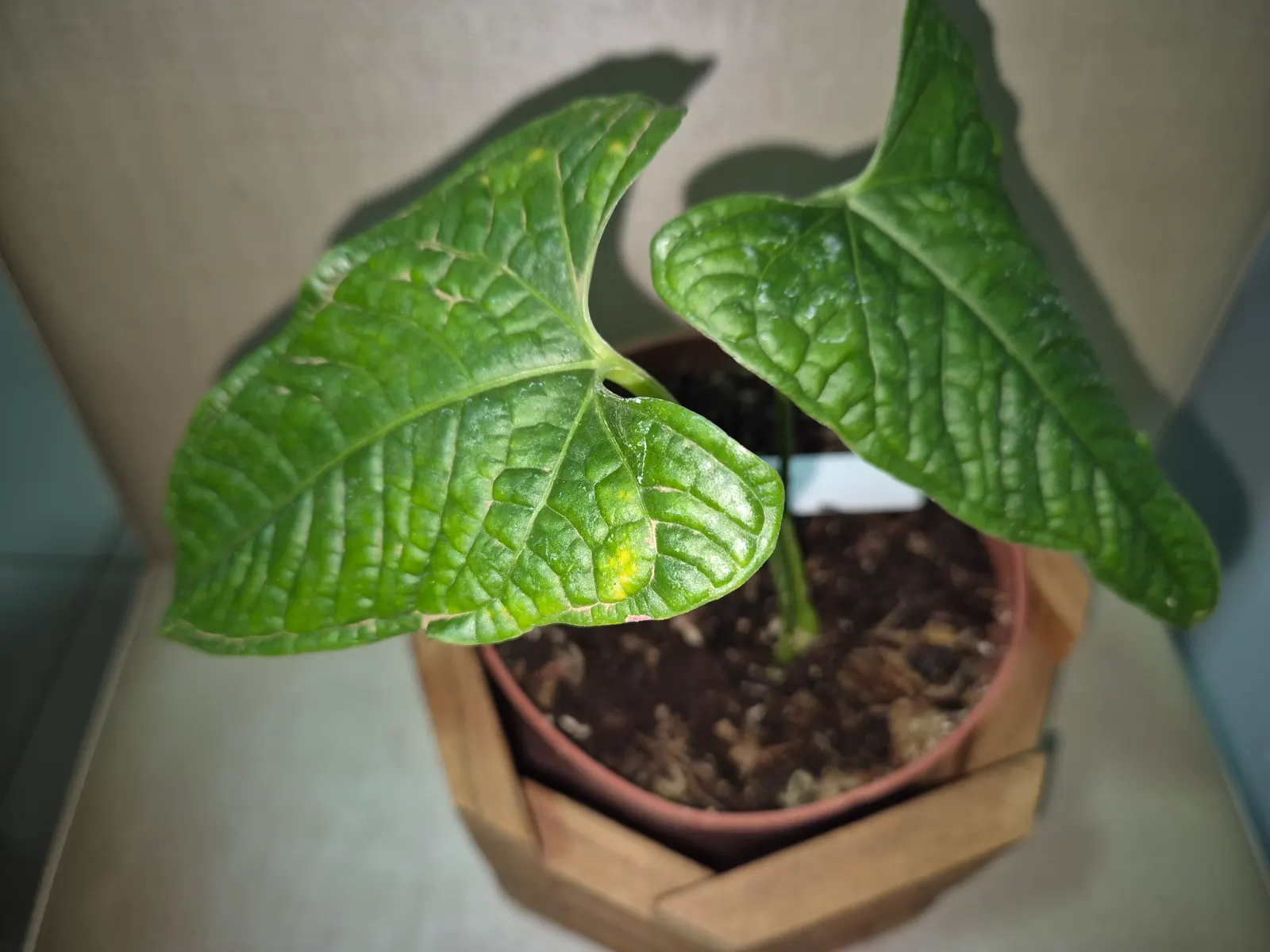 Flamingo Flower Plant (Anthurium Scherzerianum) — Ideal for tropical-themed designs or as an indoor accent; flamingo Flower (Anthurium, image 124
