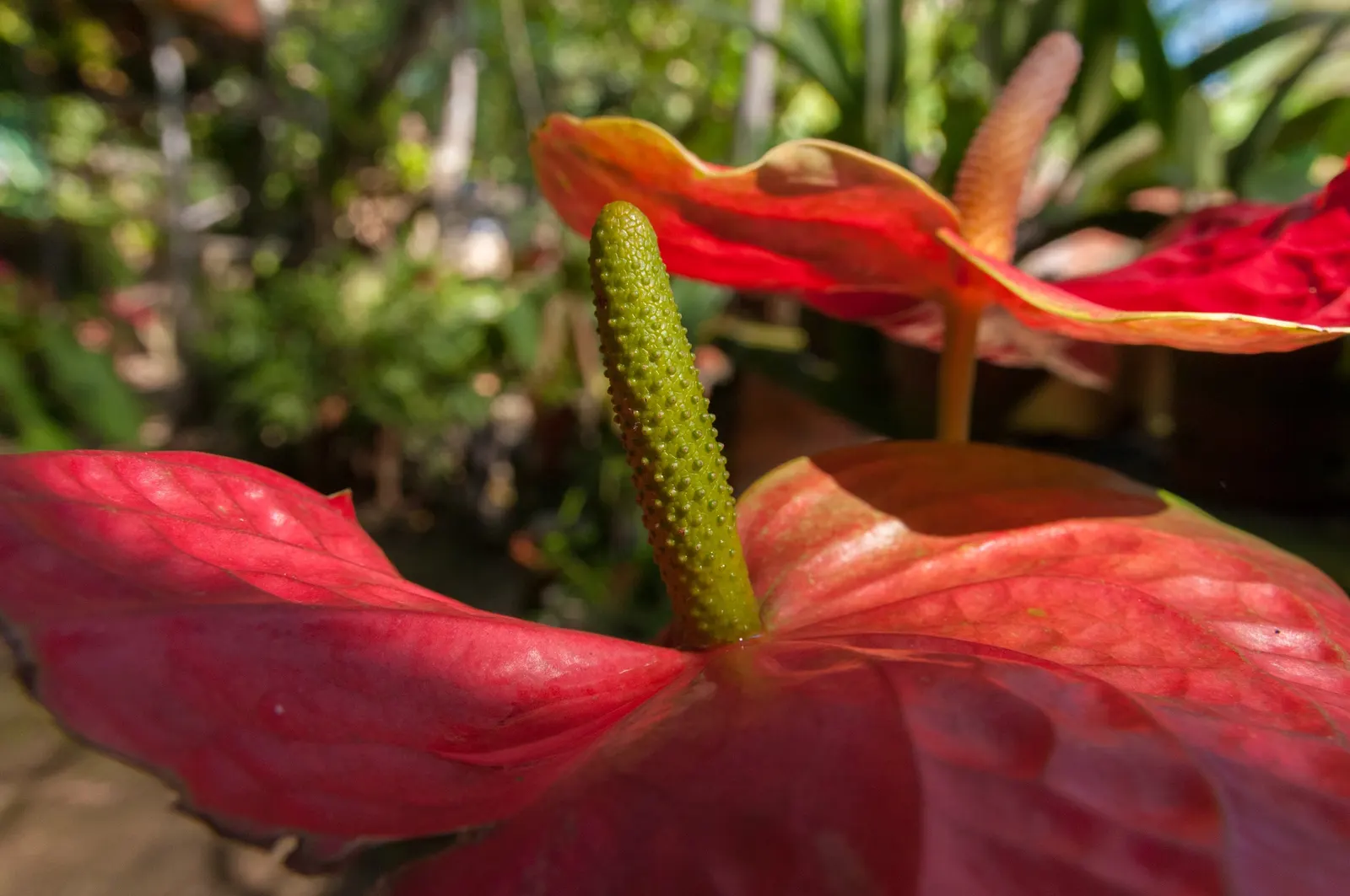 Flamingo Flower Plant (Anthurium Scherzerianum) — is a splendid choice for containers or as a lower tier plant in layered garden designs; which can, image 116