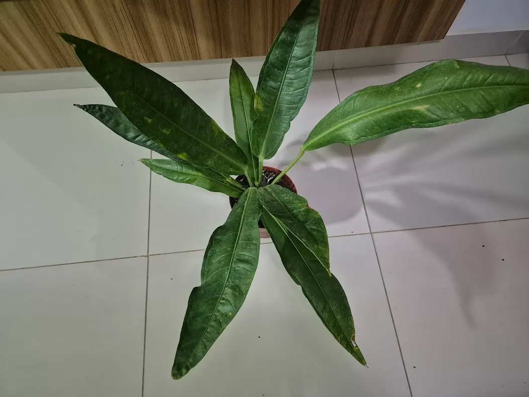 Flamingo Flower Plant (Anthurium Scherzerianum) — These glossy spathes are typically a vivid red or orange and can span up to 6 inches long; red, image 55