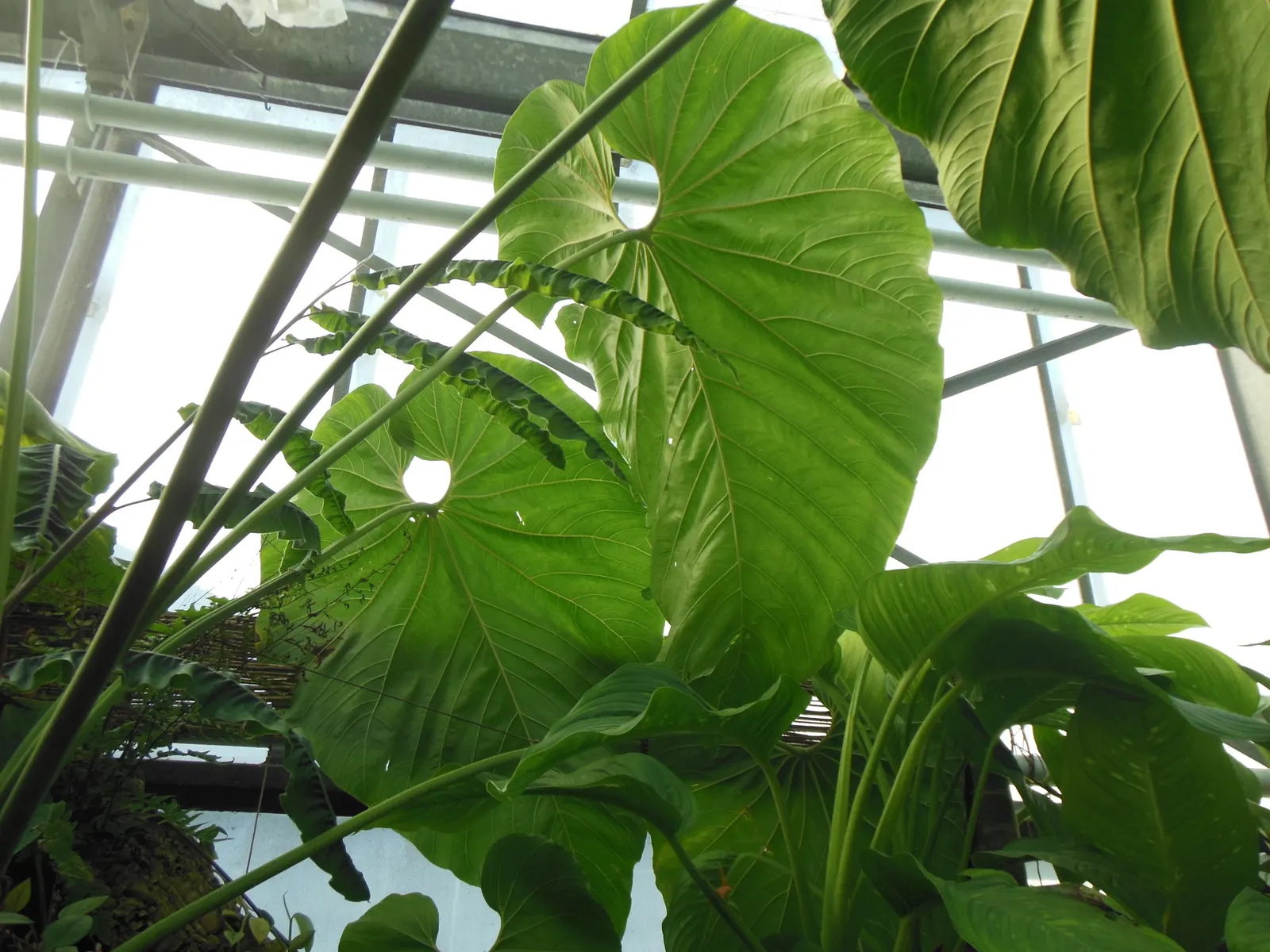 Flamingo Flower Plant (Anthurium Scherzerianum) — maintain a consistent soil moisture level but avoid waterlogging; this plant flourishes at, image 133