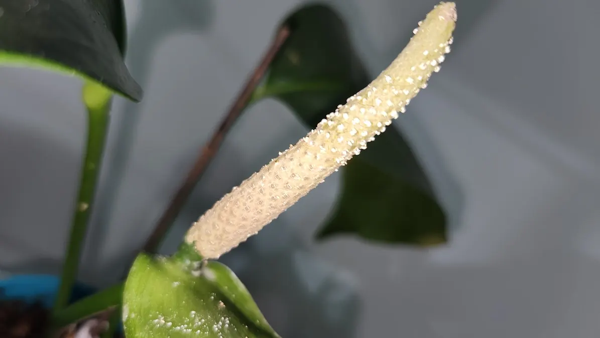 Flamingo Flower Plant (Anthurium Scherzerianum) — shrub for shade; with its year-round blossoming, it provides a continuous pop of color and exotic flair