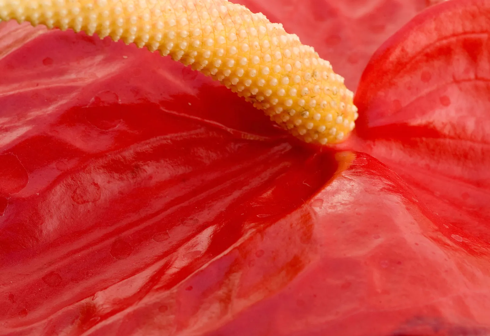 Flamingo Flower Plant (Anthurium Scherzerianum) — When integrating it into a landscape design, it's crucial to mimic its native humid environment; while too