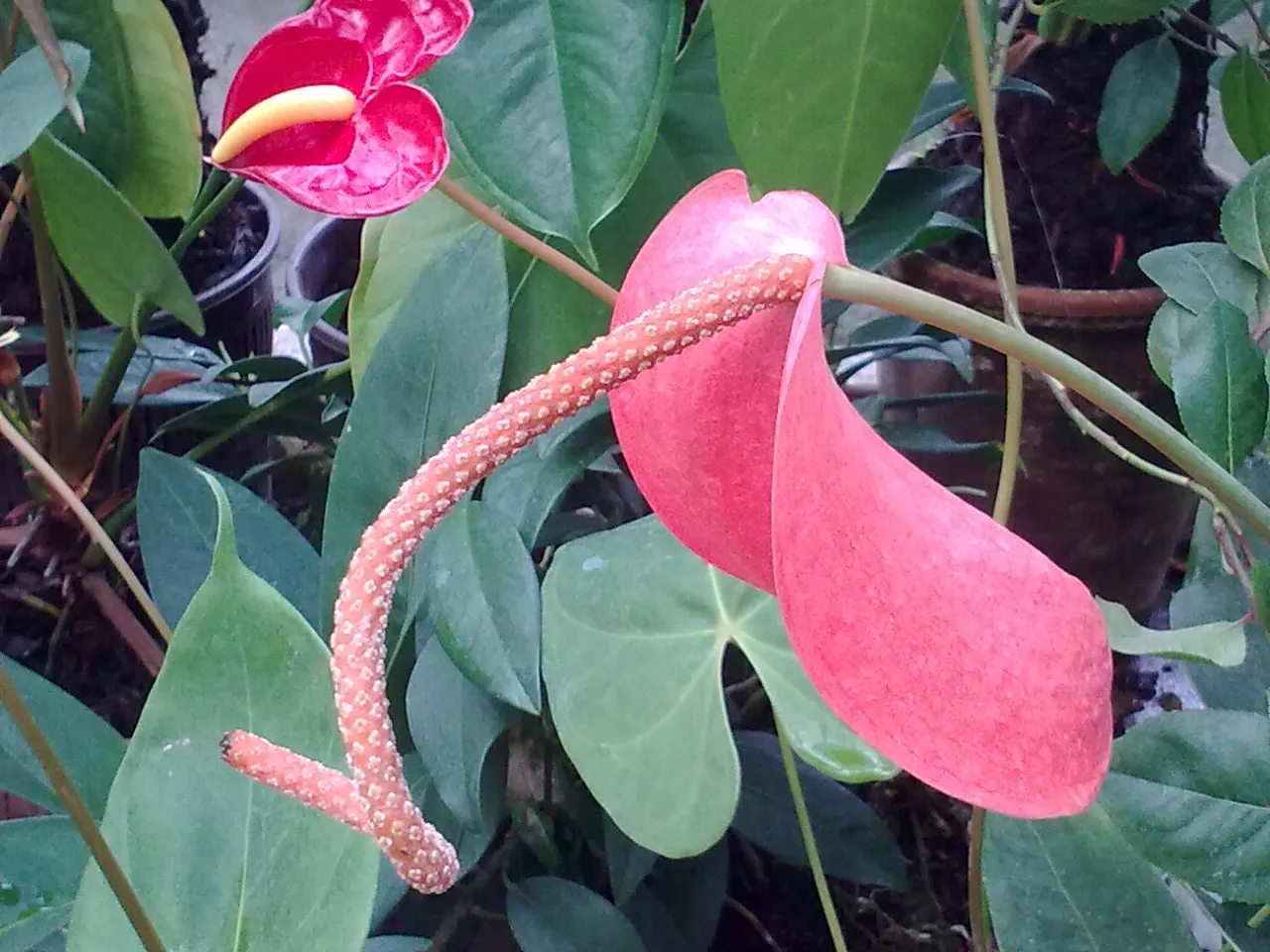 Flamingo Flower Plant (Anthurium Scherzerianum) — This plant flourishes at temperatures between 65°F and 80°F and appreciates high, image 112