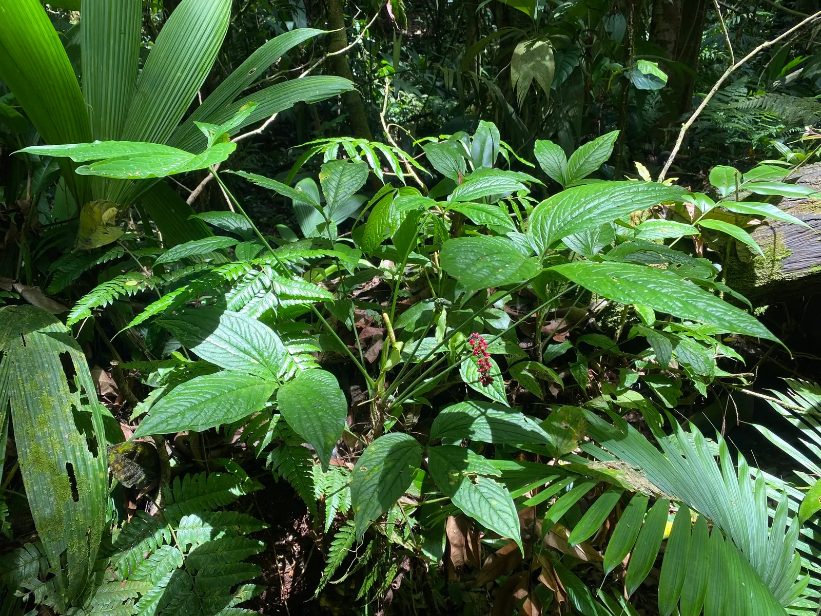 Flamingo Flower Plant (Anthurium Scherzerianum) — heart-shaped leaves spanning up to 8 inches and a characteristic curled spadix enveloped by a, image 146