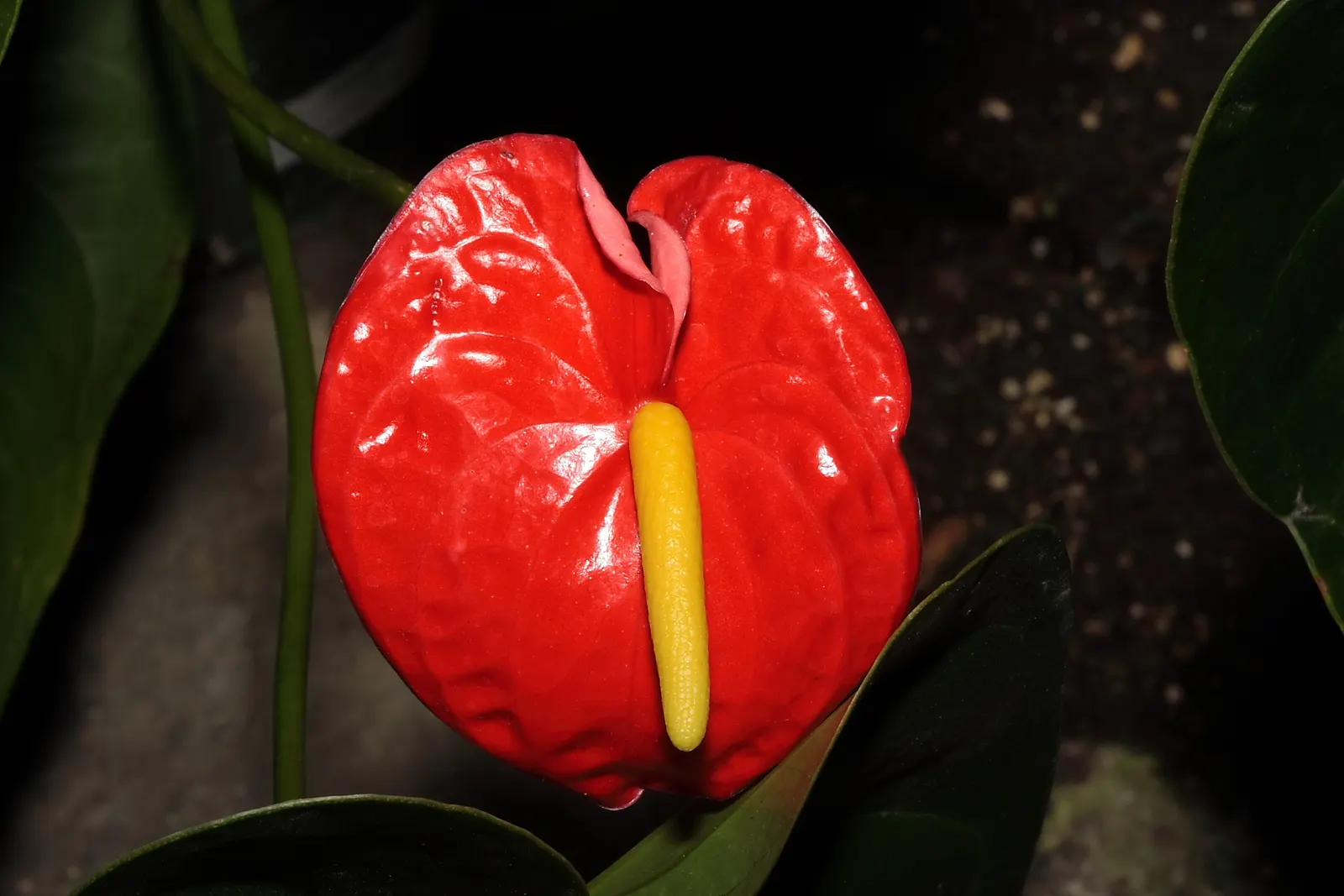 Flamingo Flower Plant (Anthurium Scherzerianum) — red flowers in the garden; these glossy spathes are typically a vivid red or orange and can span, image 166