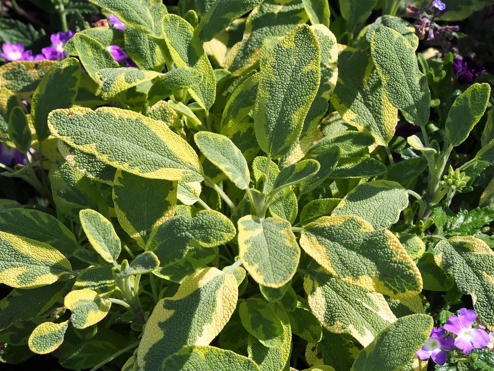 Garden Or Common Sage (Salvia Officinalis) — Renowned for its aromatic foliage, it reaches about 2 feet in height and spreads up to 2 to 3 feet wide
