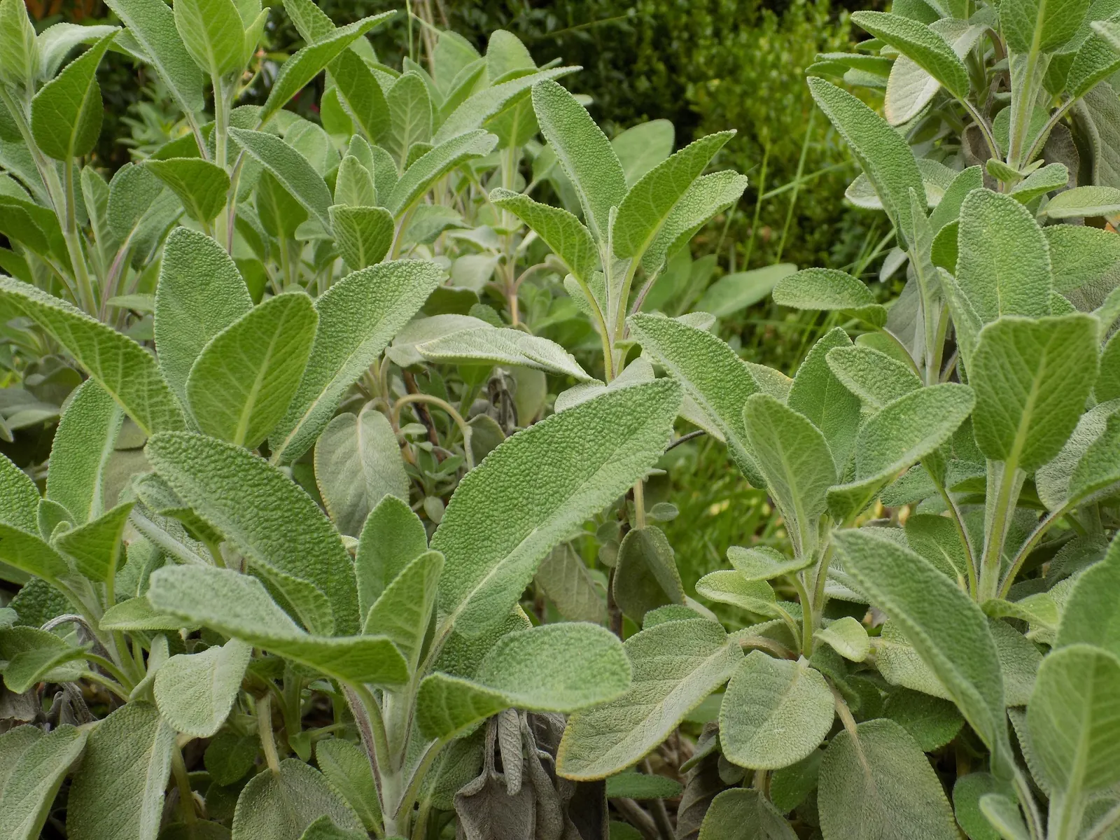 Garden Or Common Sage (Salvia Officinalis) — Sage thrives in full sun and well-drained soils, offering lovely purple blooms in late spring to early, image 73