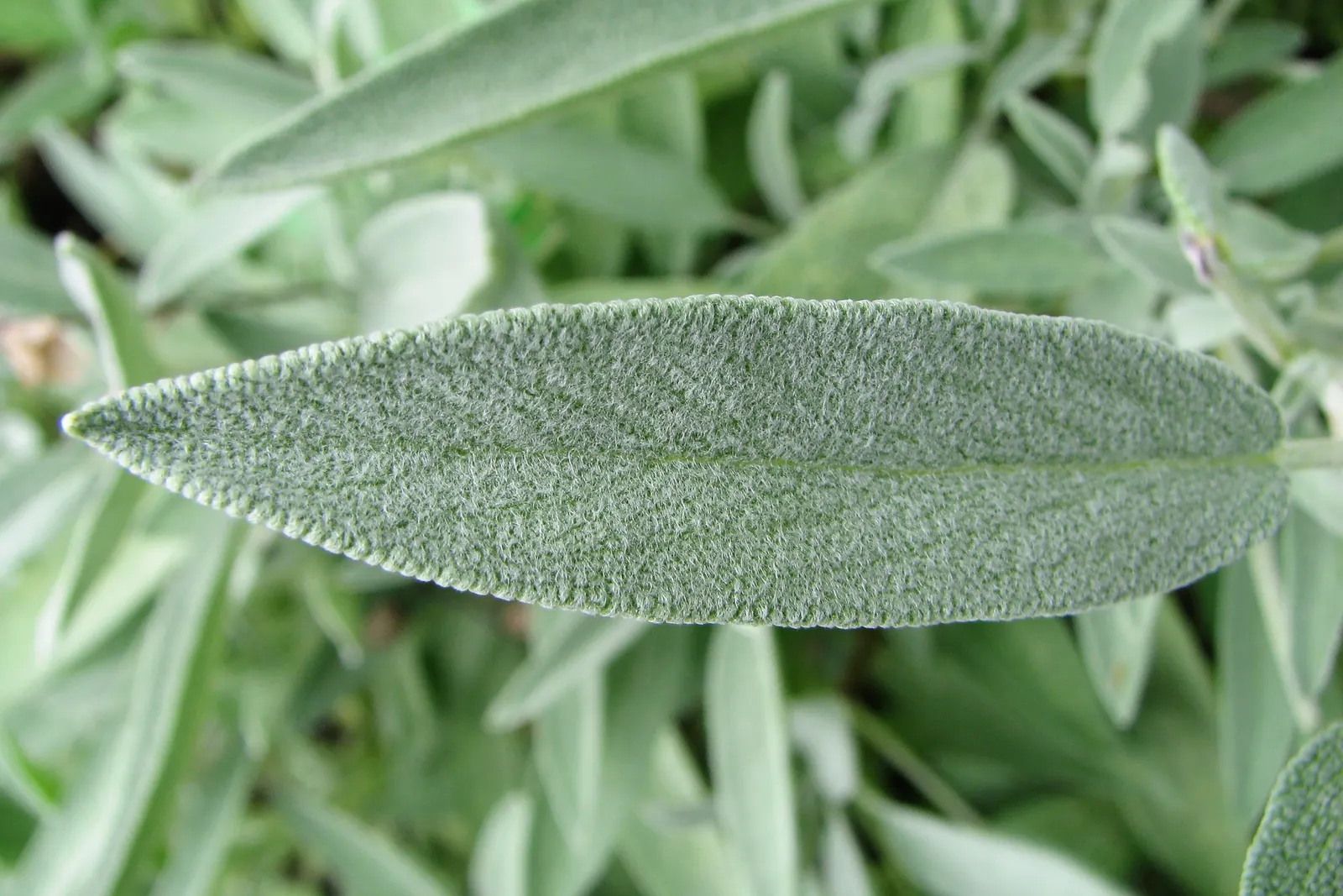 Garden Or Common Sage (Salvia Officinalis) — and hummingbirds.<br><br>Sage prefers well-drained soil and thrives in full sun exposure; while also offering a