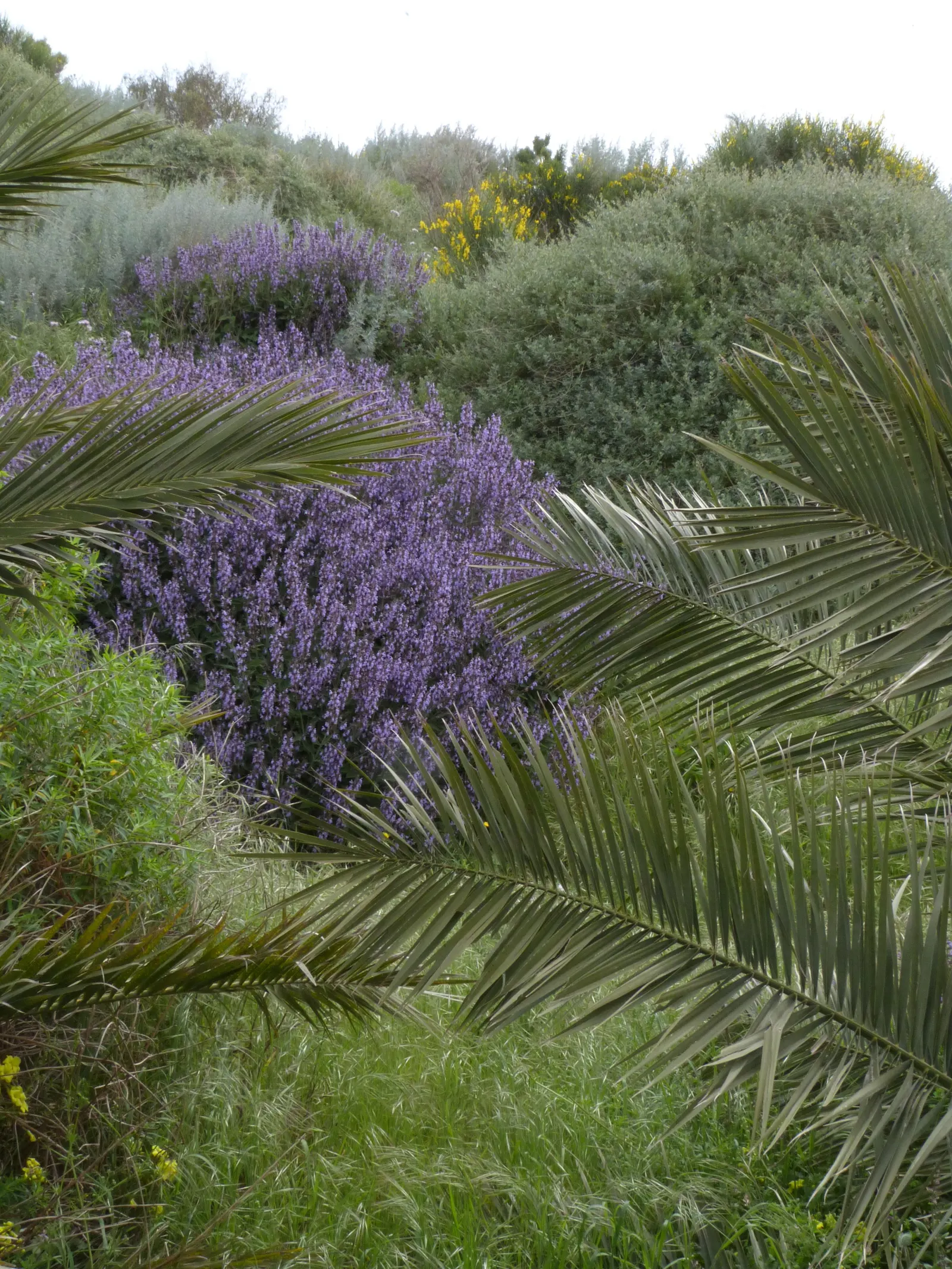 Garden Or Common Sage (Salvia Officinalis) — but size can vary with growing conditions; it typically reaches a mature size of about 24 inches in, image 77