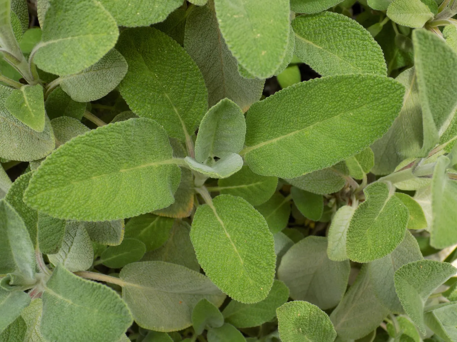 Garden Or Common Sage (Salvia Officinalis) — herb / perennial with blue and purple blooms; and hummingbirds.<br><br>Sage prefers well-drained soil, image 68