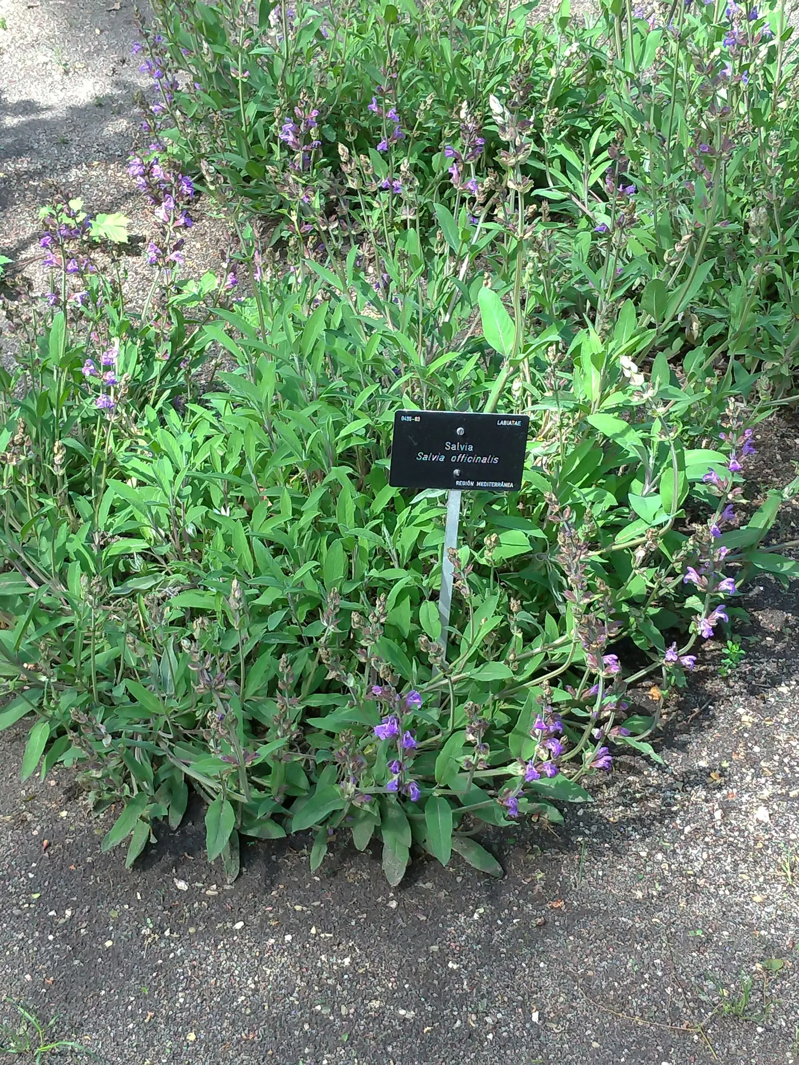 Garden Or Common Sage (Salvia Officinalis) — reaching a height of up to 12 - 18 inches, image 58