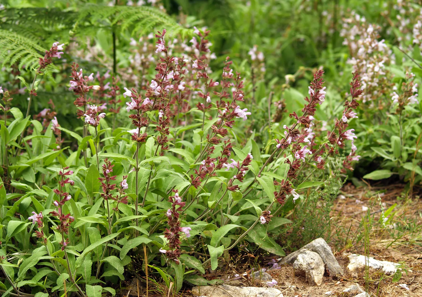 Garden Or Common Sage (Salvia Officinalis) — herb / perennial with blue and purple blooms; and hummingbirds.<br><br>Sage prefers well-drained soil and thrives