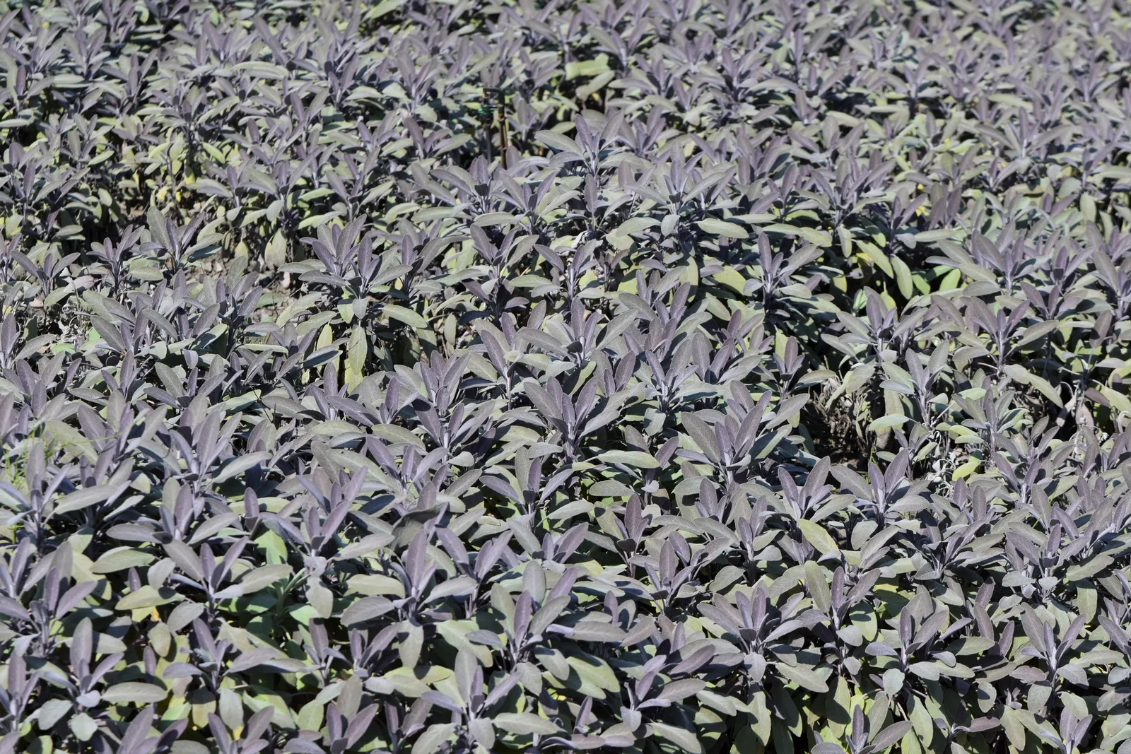 Garden Or Common Sage (Salvia Officinalis) — grayish-green leaves that are approximately 2 to 2.5 inches long; blue and purple flowers in the garden, image 79