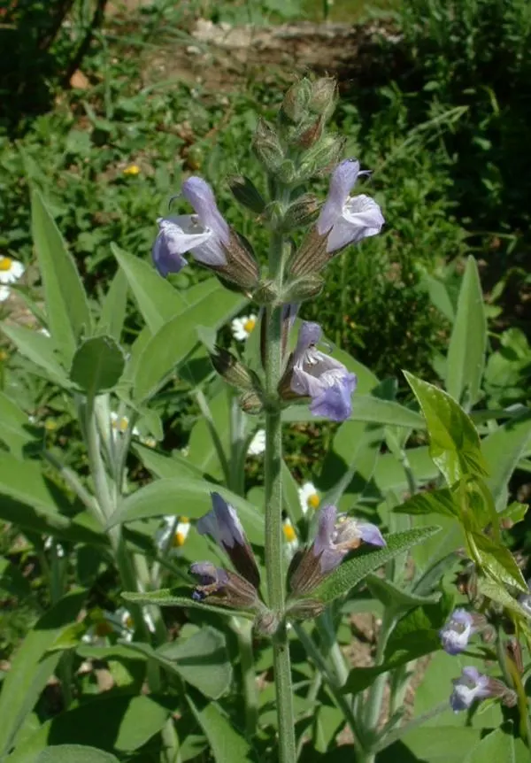 Garden Or Common Sage (Salvia Officinalis) — It is hardy in USDA Zones 5 to 9, tolerating temperatures down to -20°F; grayish-green leaves that, image 61