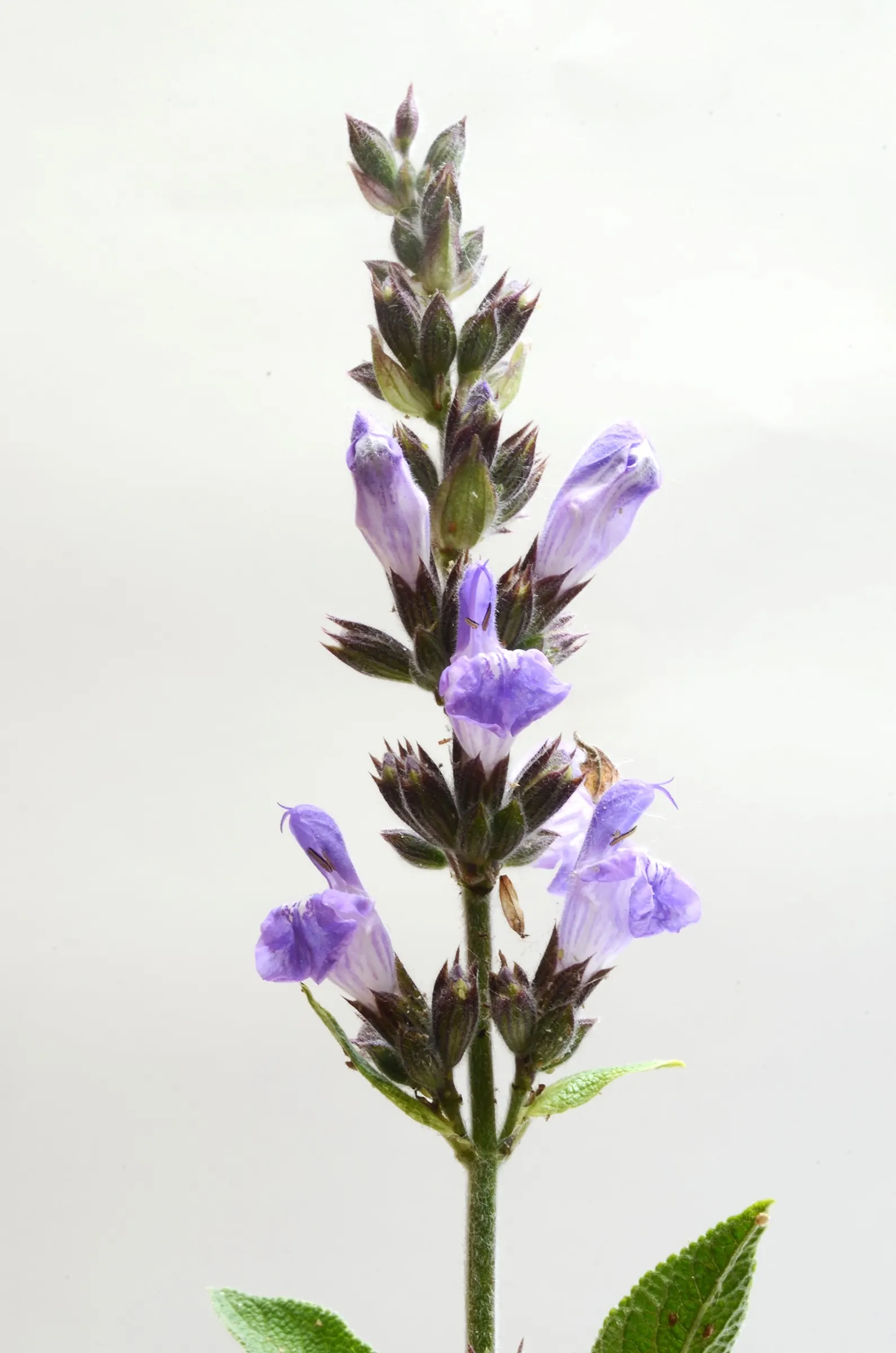 Garden Or Common Sage (Salvia Officinalis) — but size can vary with growing conditions; it typically reaches a mature size of about 24 inches in, image 54