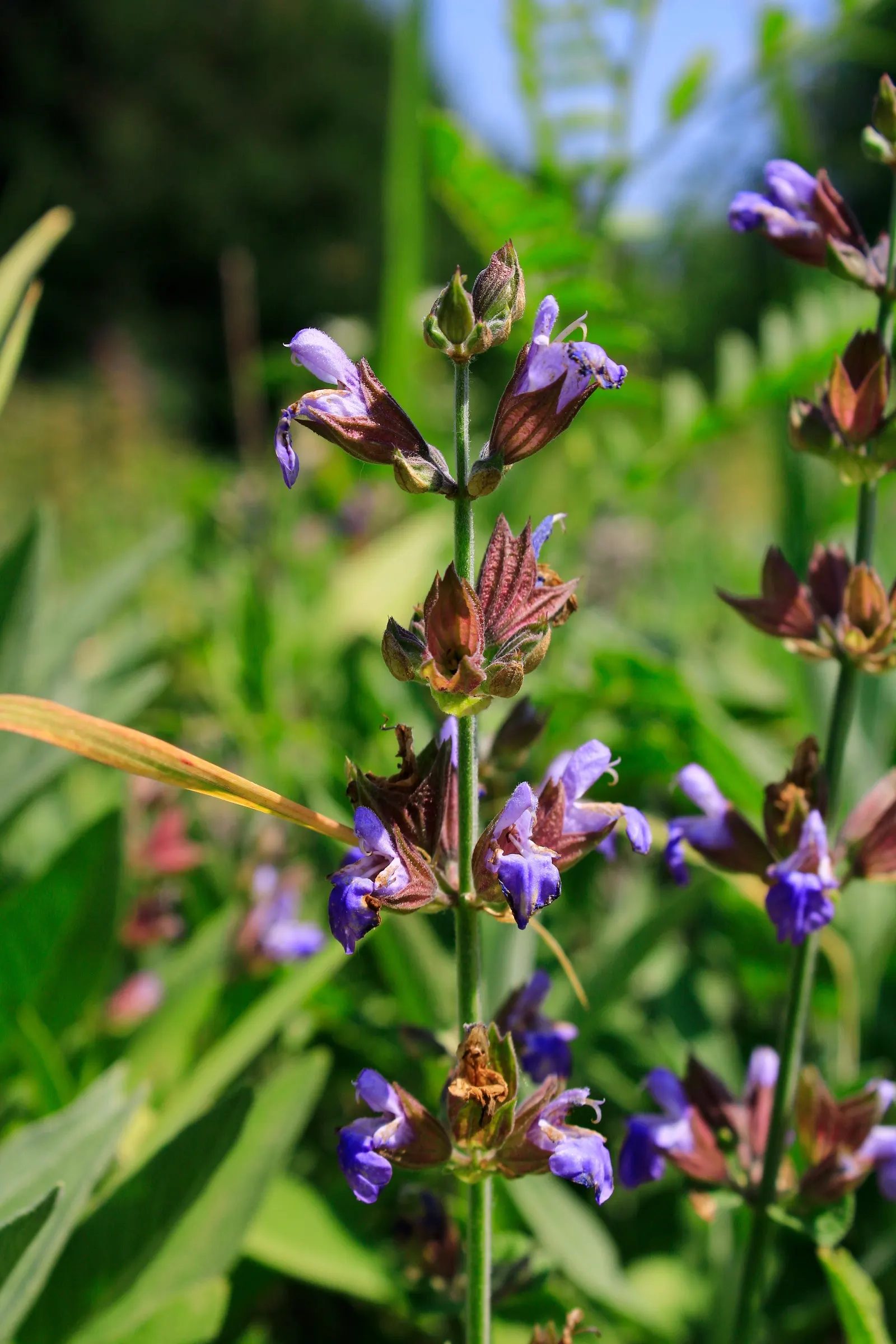 Garden Or Common Sage (Salvia Officinalis) — It is hardy in USDA Zones 5 to 9, tolerating temperatures down to -20°F; grayish-green leaves that are