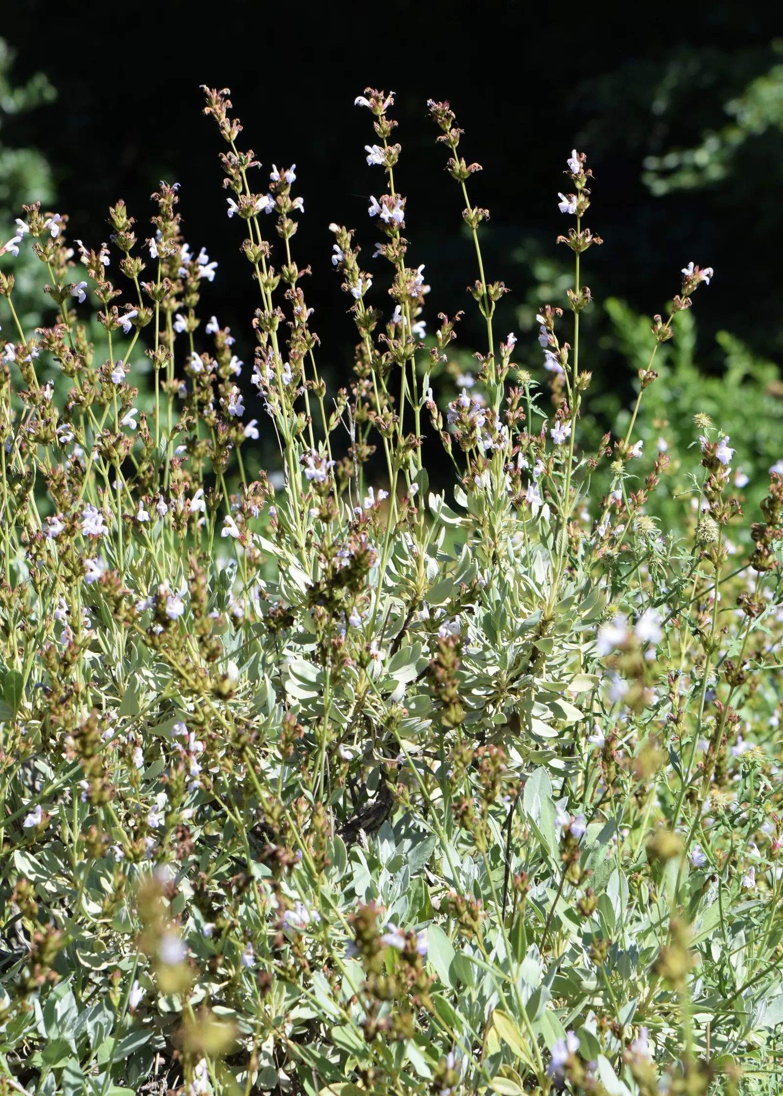 Garden Or Common Sage (Salvia Officinalis) — grayish-green leaves that are approximately 2 to 2.5 inches long; blue and purple flowers in the garden, image 56