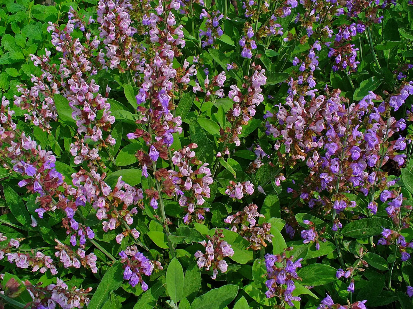 Garden Or Common Sage (Salvia Officinalis) — but size can vary with growing conditions