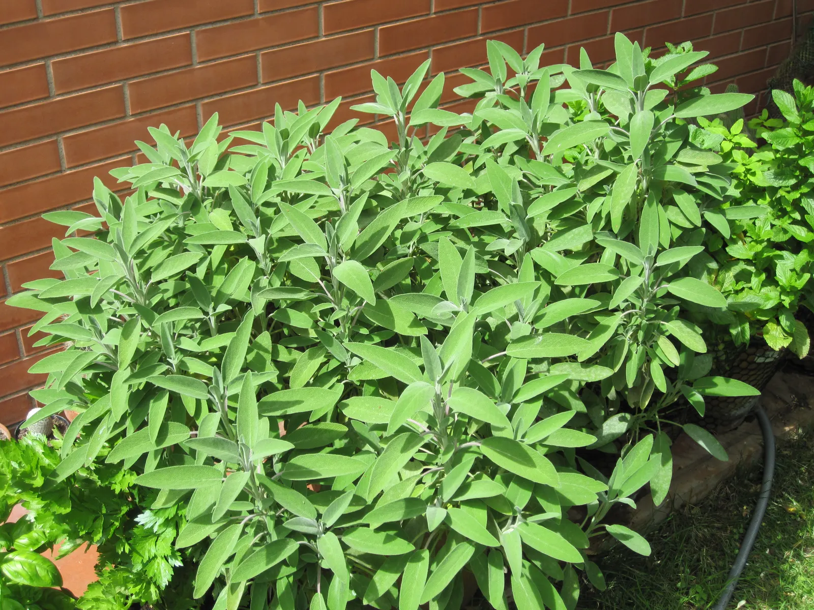 Garden Or Common Sage (Salvia Officinalis) — It's drought-tolerant, deer-resistant, and a favorite in culinary gardens