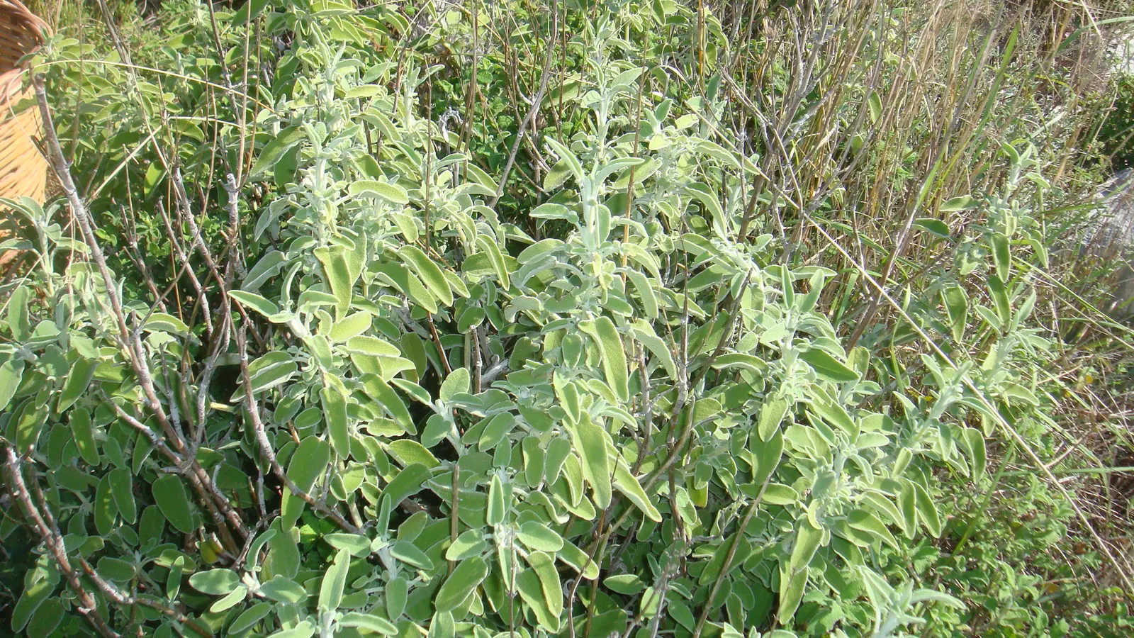 Garden Or Common Sage (Salvia Officinalis) — As a drought-tolerant plant