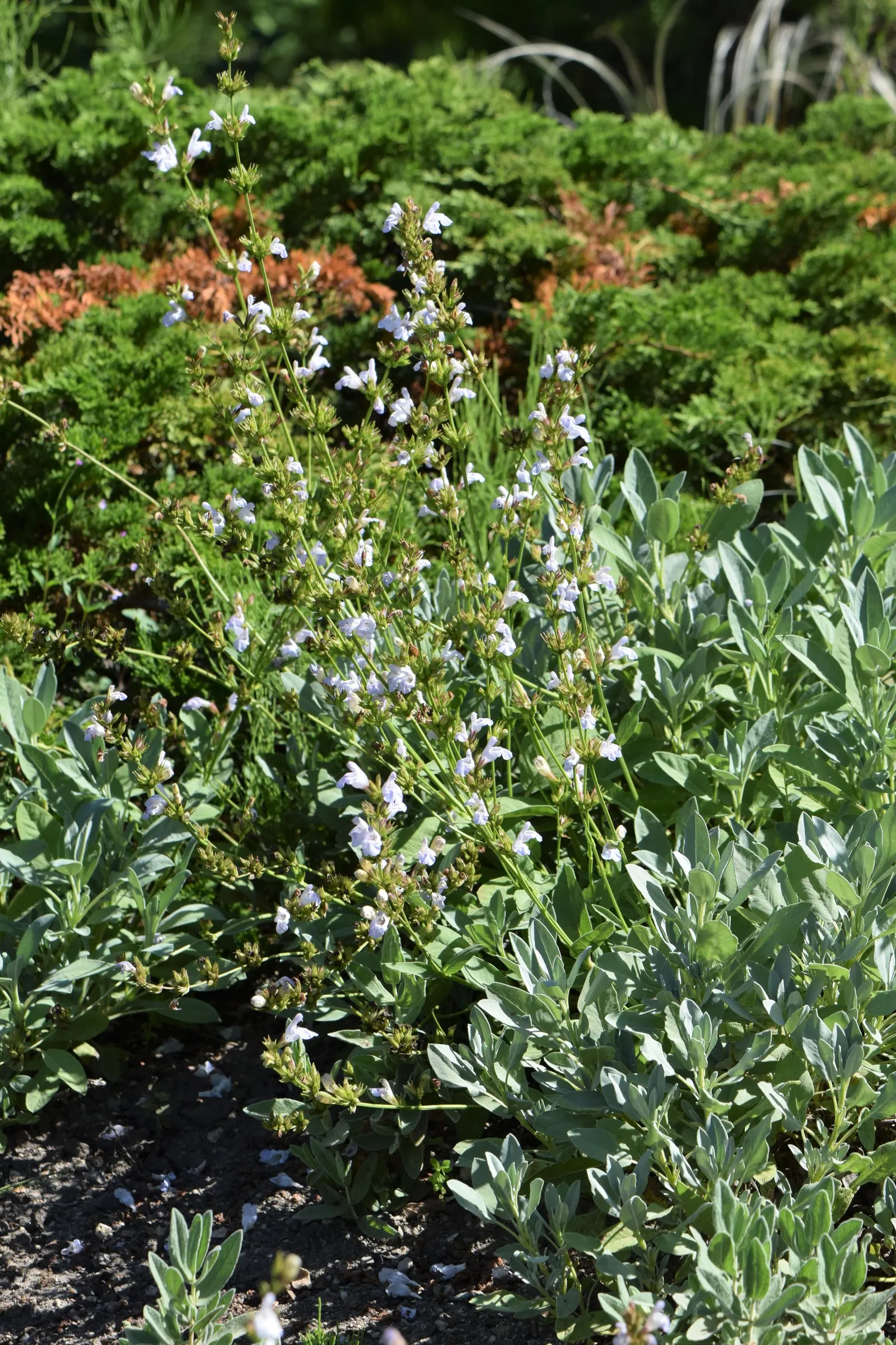 Garden Or Common Sage (Salvia Officinalis) — As a drought-tolerant plant; it requires minimal water, image 62
