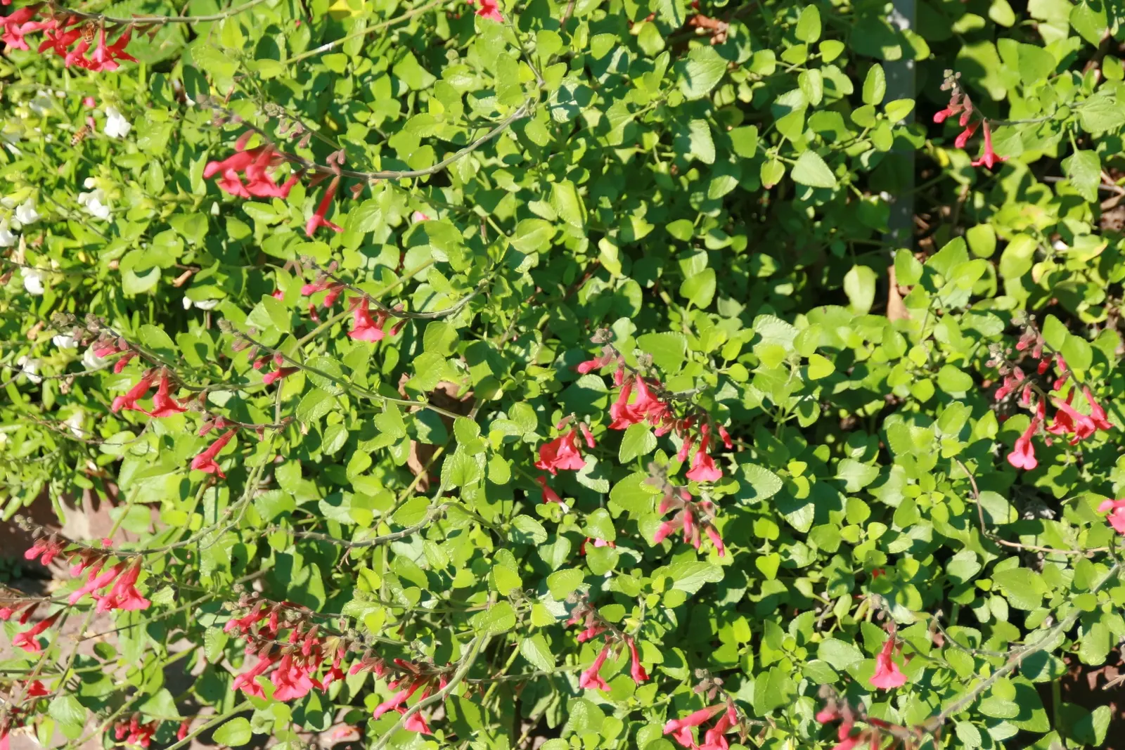 Garden Or Common Sage (Salvia Officinalis) — although it can tolerate light shade; renowned for its aromatic foliage, it reaches about 2 feet in, image 83