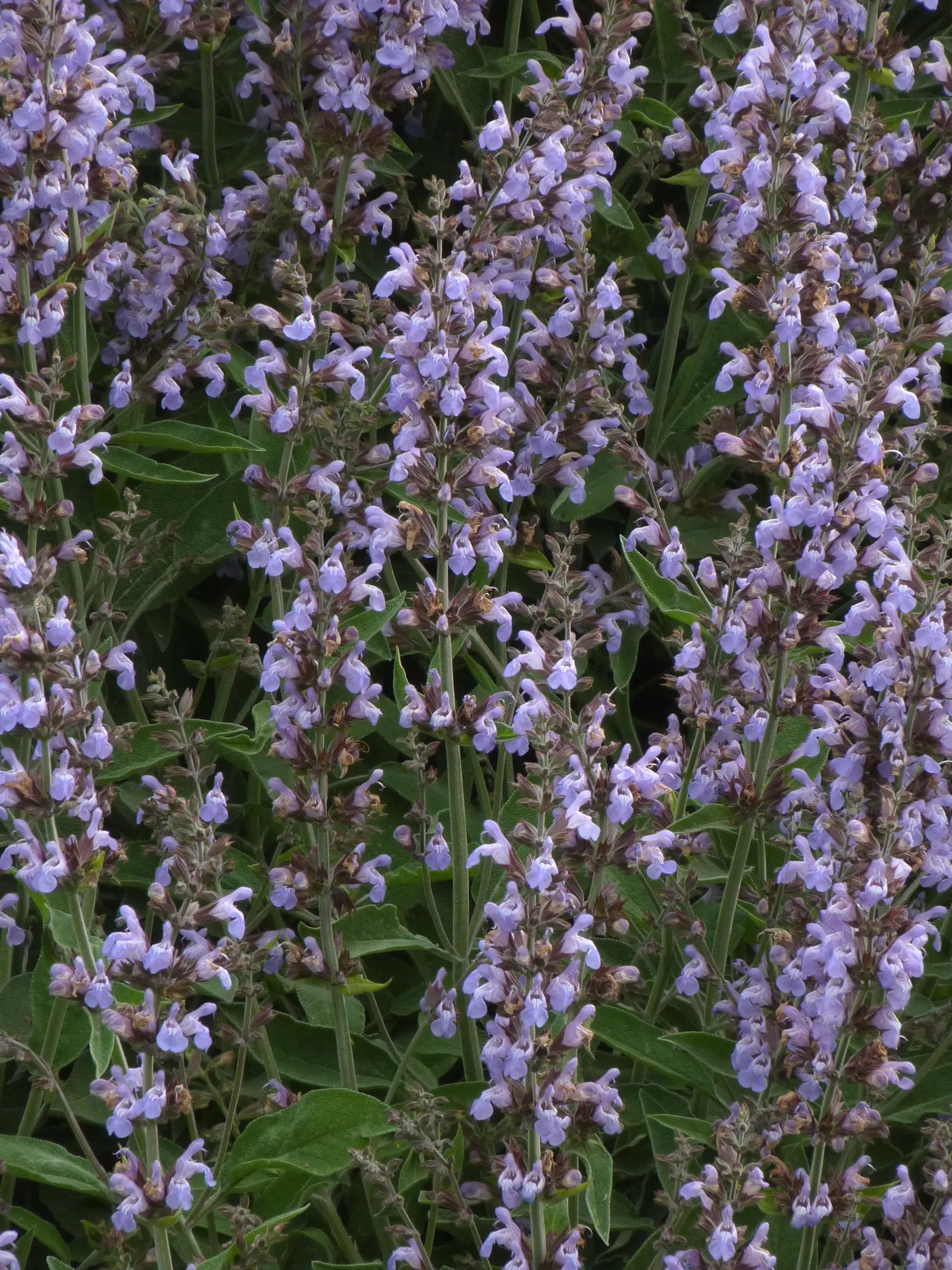 Garden Or Common Sage (Salvia Officinalis) — blue and purple flowers in the garden; evergreen subshrub highly regarded for its culinary, image 67