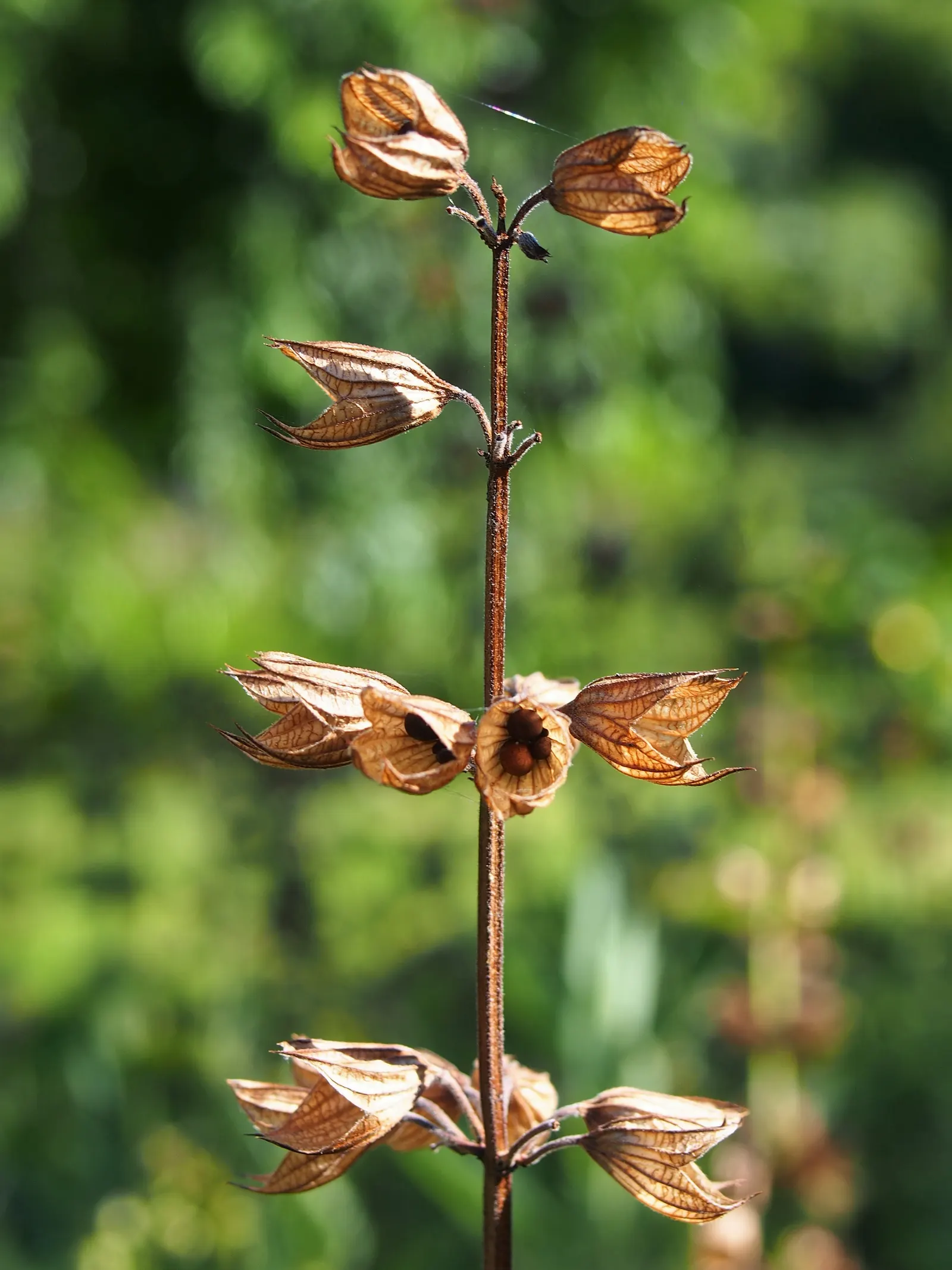 Garden Or Common Sage (Salvia Officinalis) — It typically reaches a mature size of about 24 inches in height and can spread to 24-36 inches wide; herb /