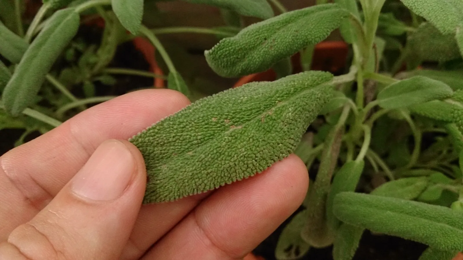 Garden Or Common Sage (Salvia Officinalis) — commonly known as Garden Sage; sage thrives in full sun and well-drained soils, offering lovely purple blooms in