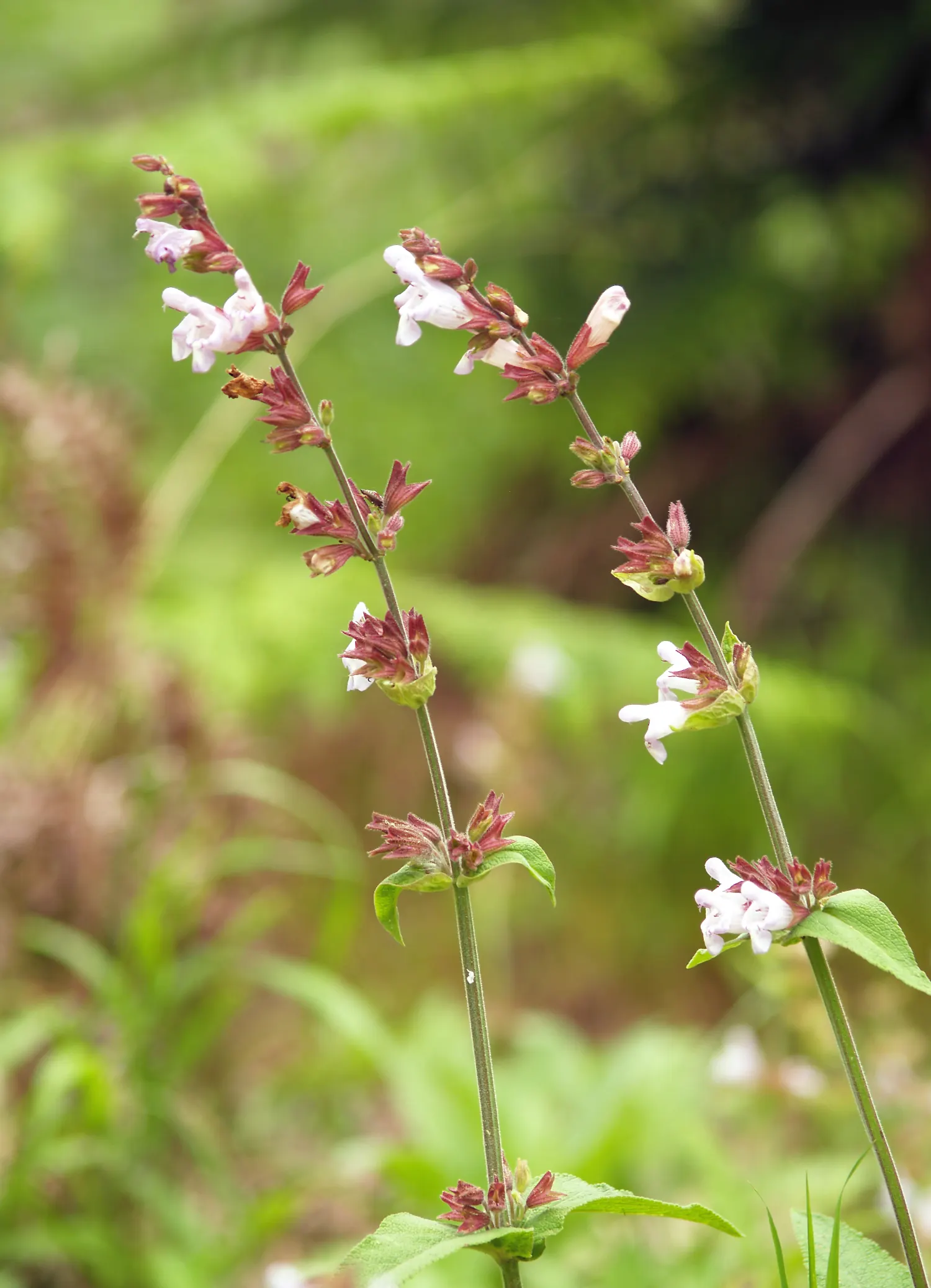 Garden Or Common Sage (Salvia Officinalis) — evergreen subshrub with woody stems and grayish leaves; with a pebbled or slightly wrinkled texture