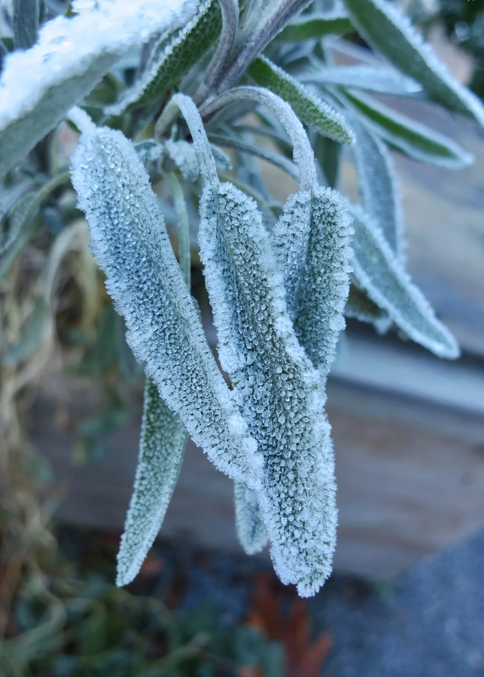 Garden Or Common Sage (Salvia Officinalis) — It's drought-tolerant, deer-resistant, and a favorite in culinary gardens; the plant boasts woody stems, image 51