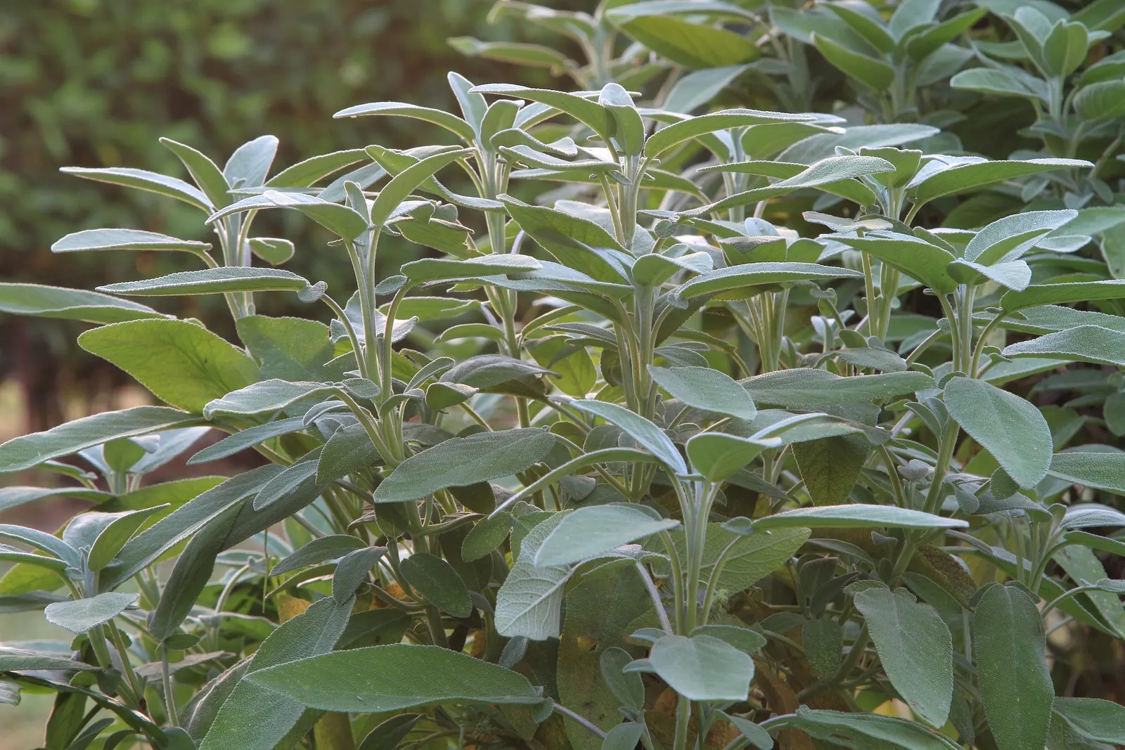 Garden Or Common Sage (Salvia Officinalis) — and hummingbirds.<br><br>Sage prefers well-drained soil and thrives in full sun exposure; while also, image 82