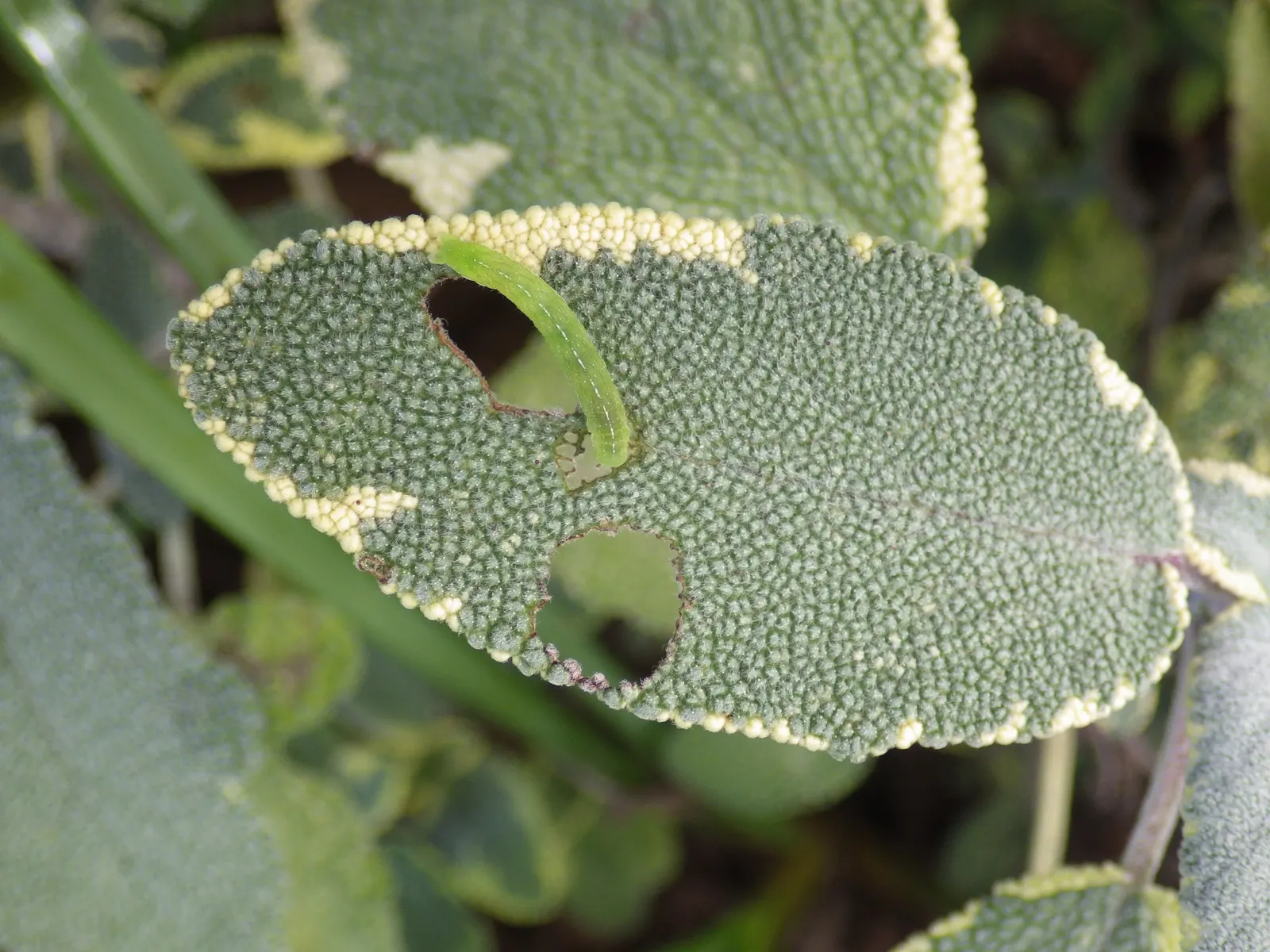 Garden Or Common Sage (Salvia Officinalis) — herb / perennial for full or half; its low-maintenance requirements make it an excellent choice for both novice