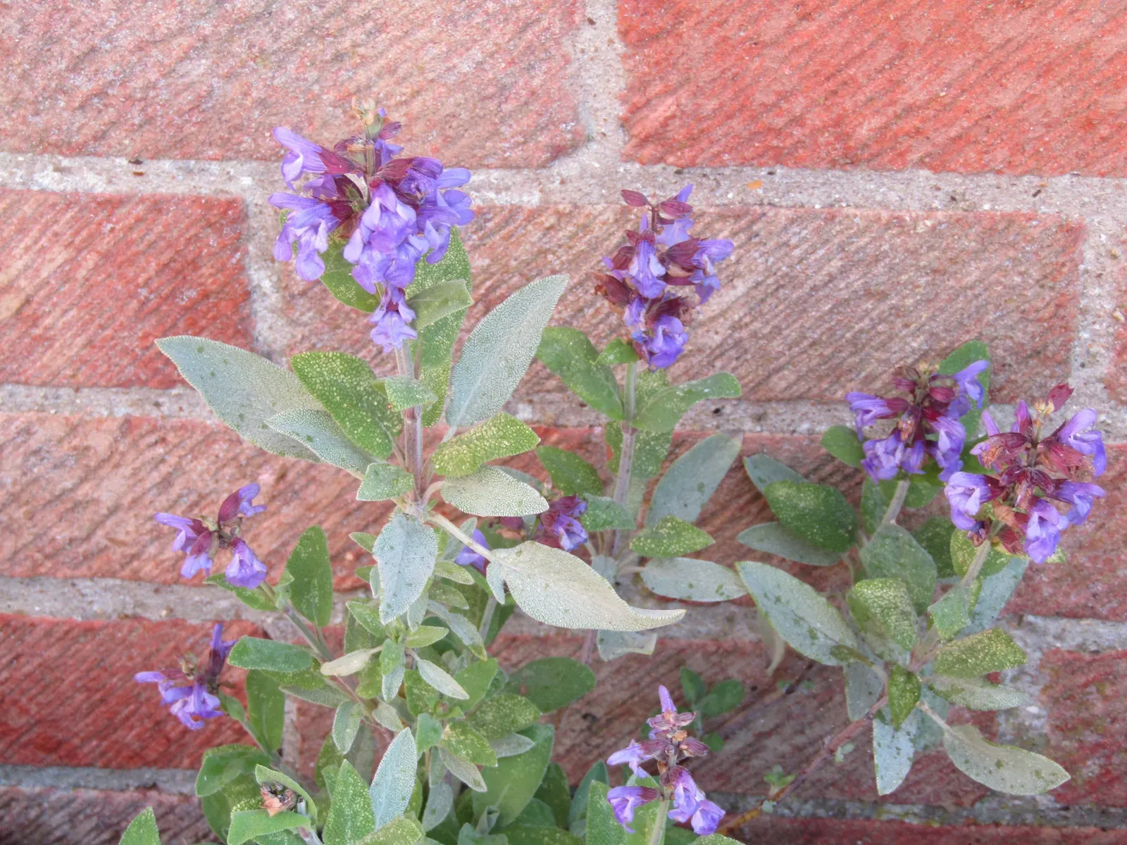 Garden Or Common Sage (Salvia Officinalis) — evergreen subshrub with woody stems and grayish leaves; with a pebbled or slightly wrinkled texture, image 71