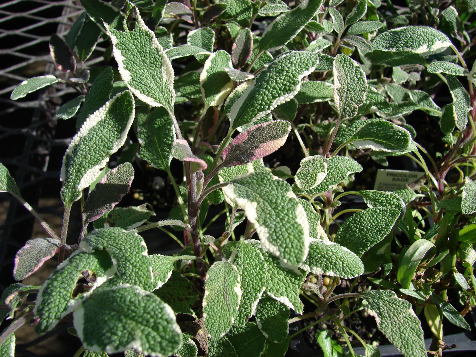 Garden Or Common Sage (Salvia Officinalis) — blue and purple flowers in the garden