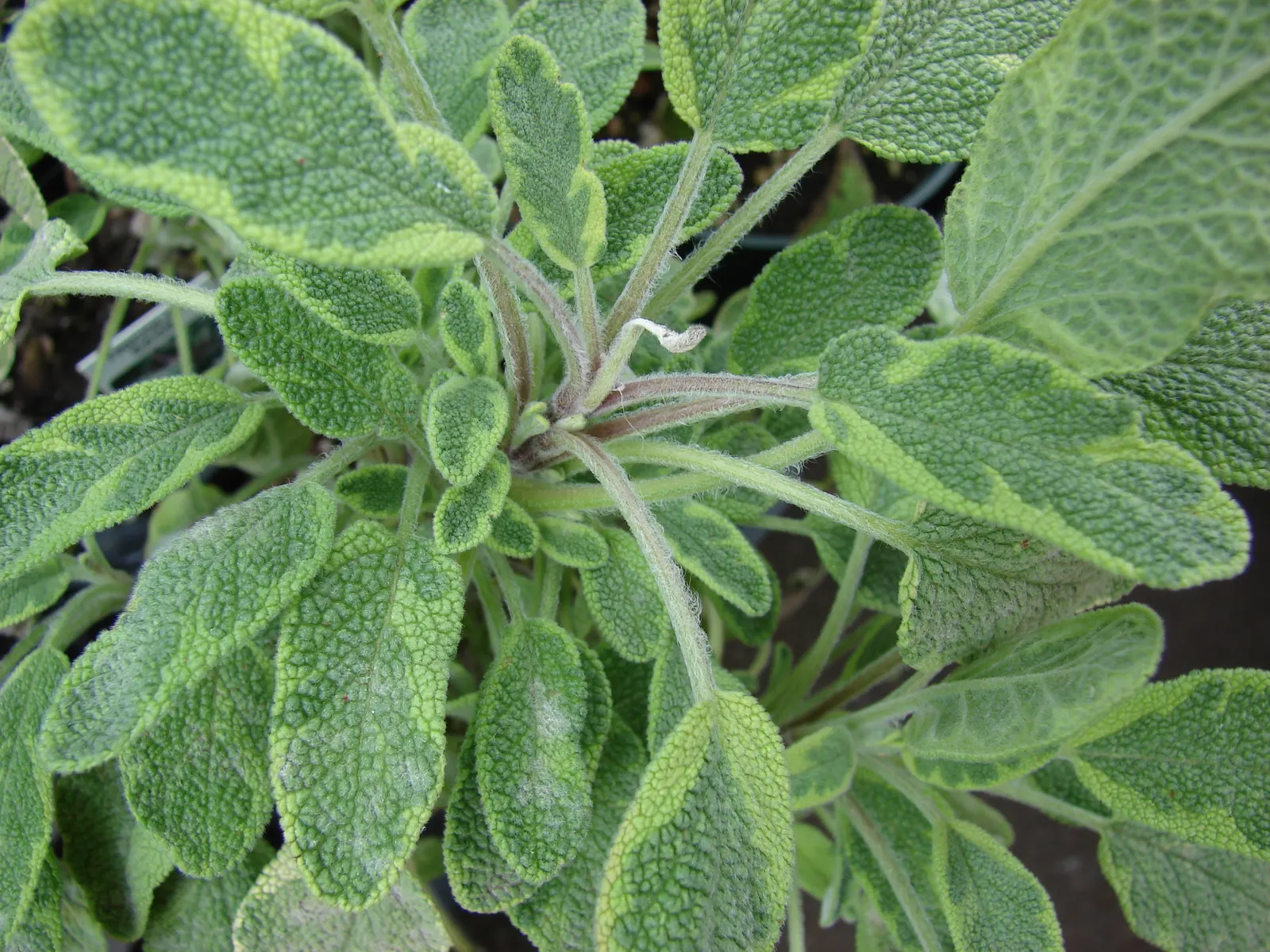 Garden Or Common Sage (Salvia Officinalis) — although it can tolerate light shade; renowned for its aromatic foliage, it reaches about 2 feet in height and