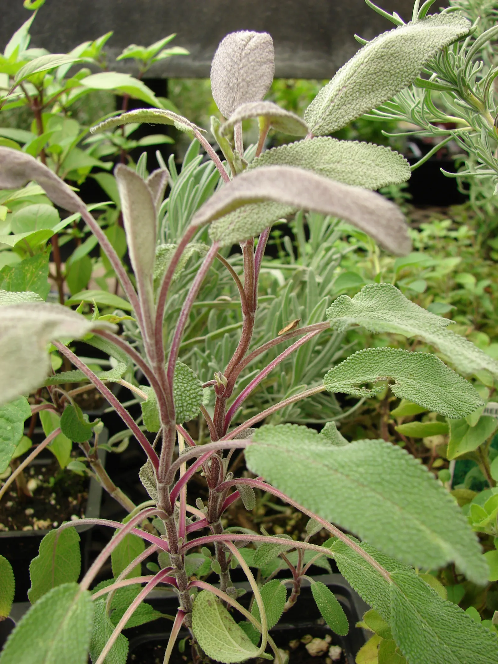 Garden Or Common Sage (Salvia Officinalis) — it requires minimal water