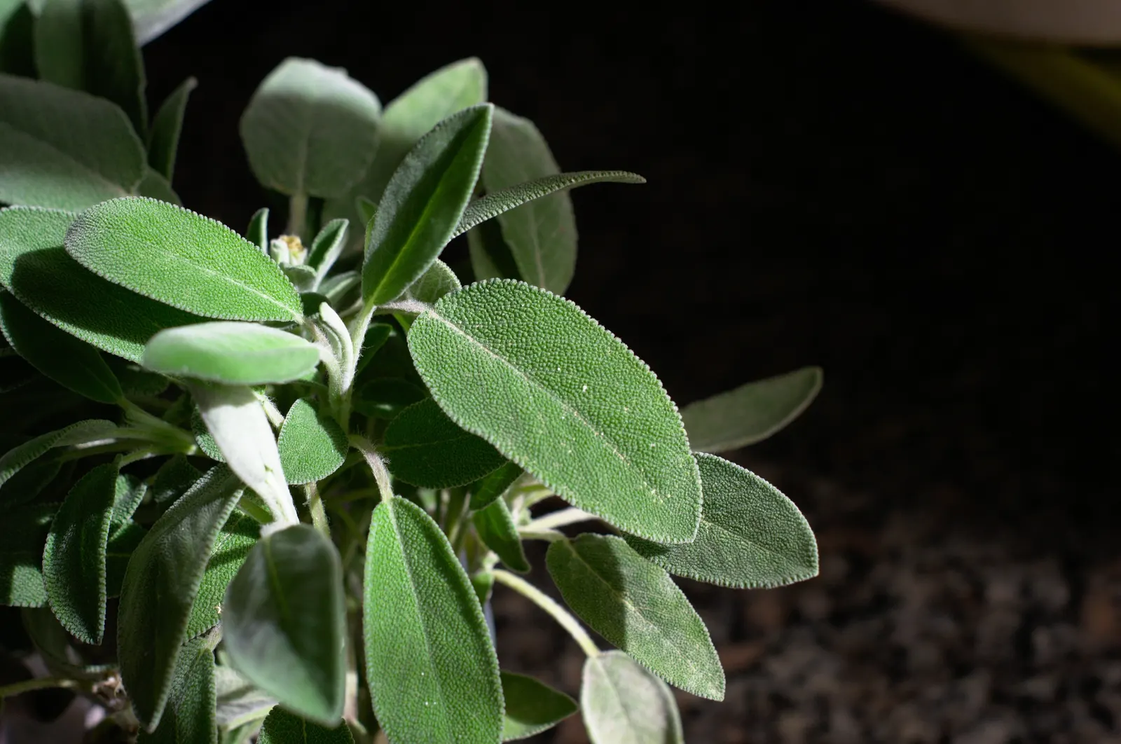 Garden Or Common Sage (Salvia Officinalis) — while also offering a functional herb for culinary use